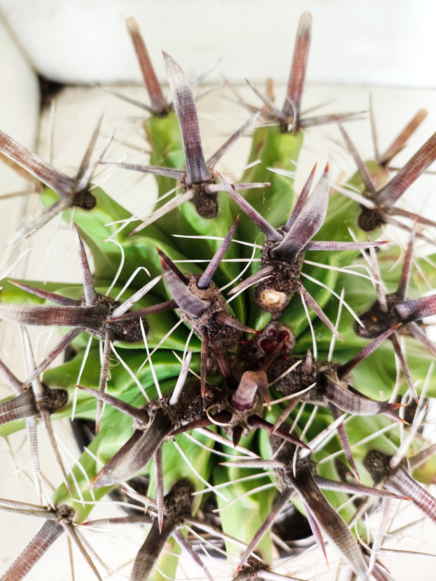 FEROCACTUS LATISPINUS Nº 101 – vaso 20