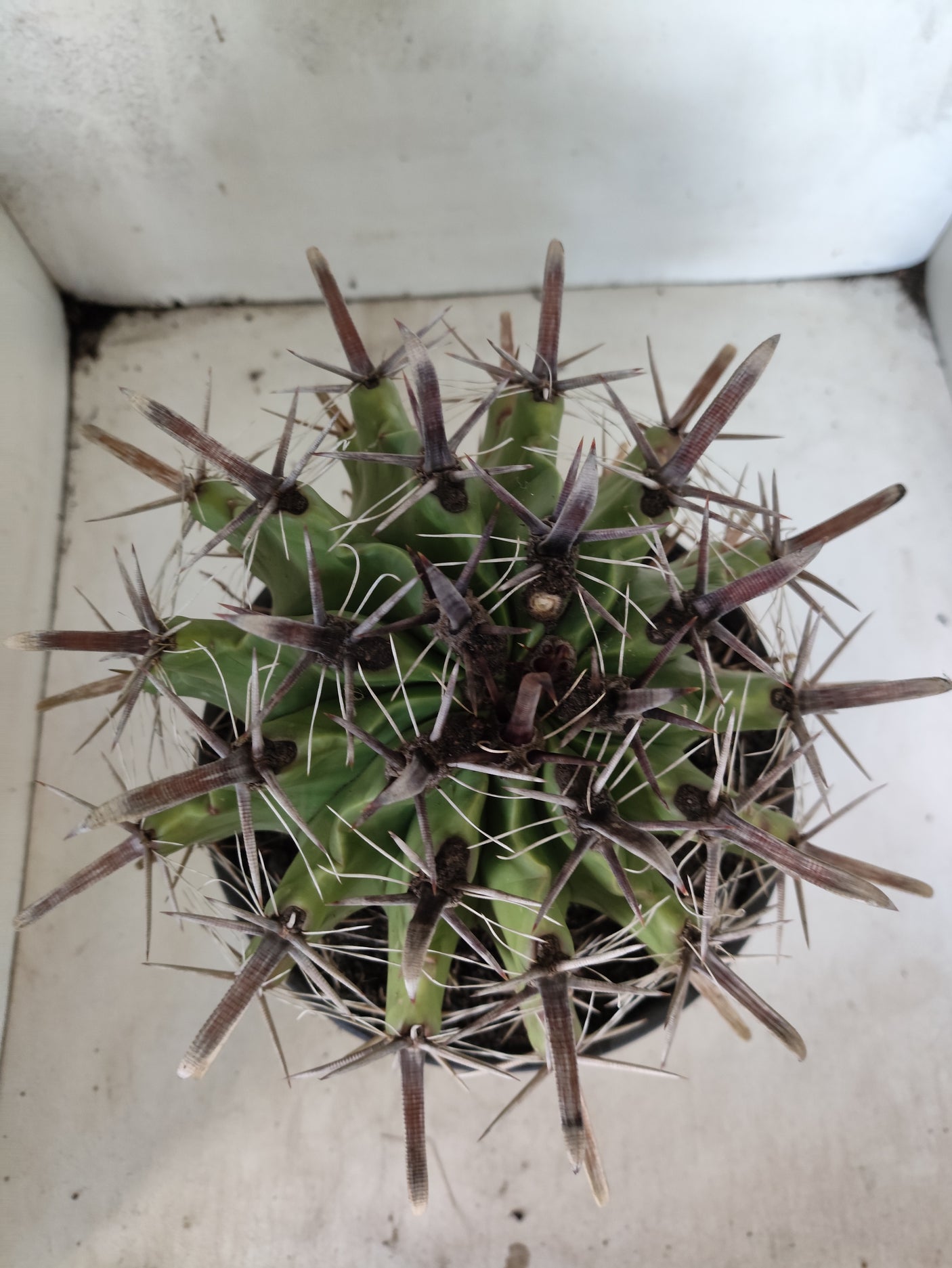 FEROCACTUS LATISPINUS Nº 101 – vaso 20