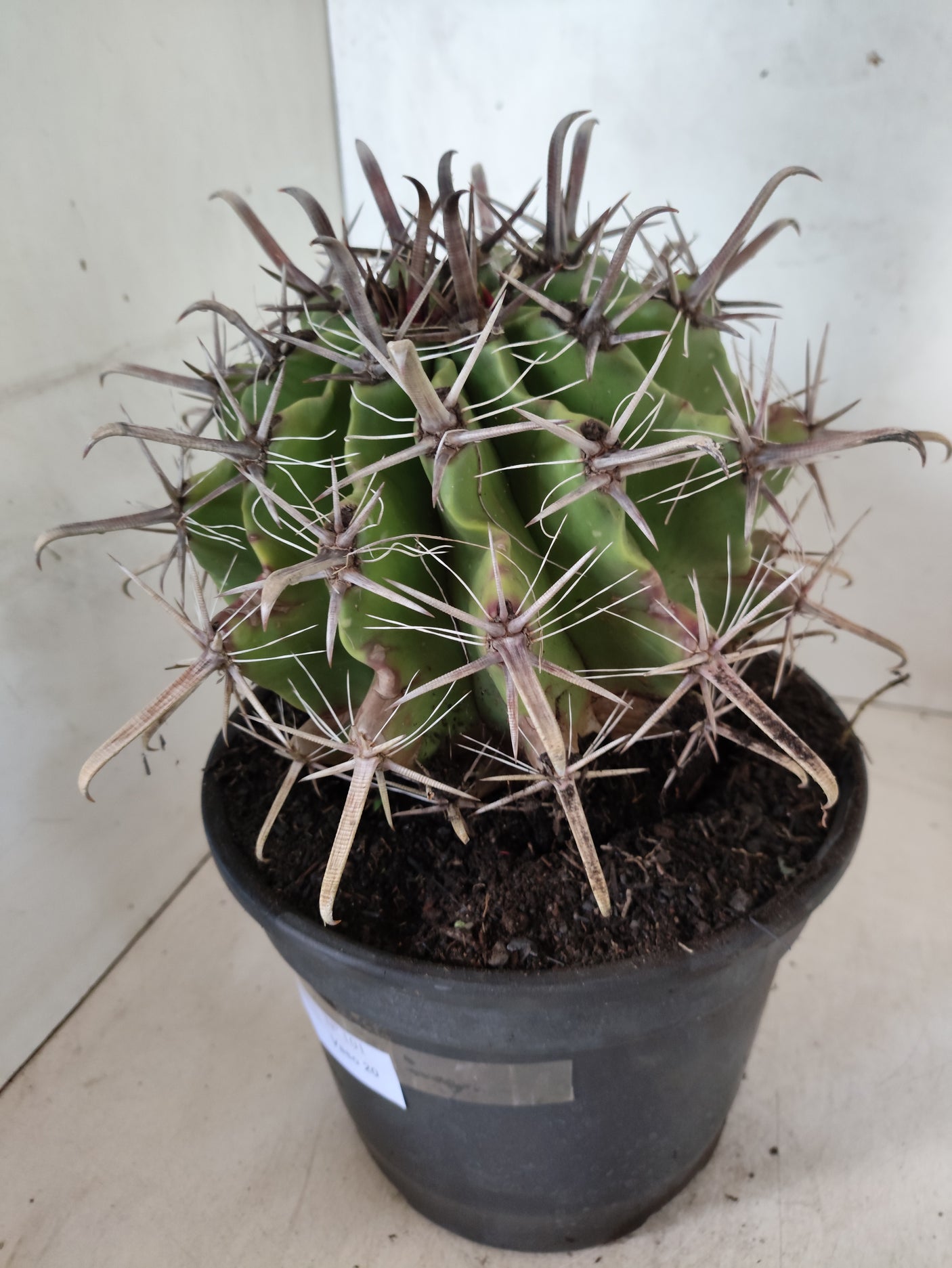 FEROCACTUS LATISPINUS Nº 101 – vaso 20