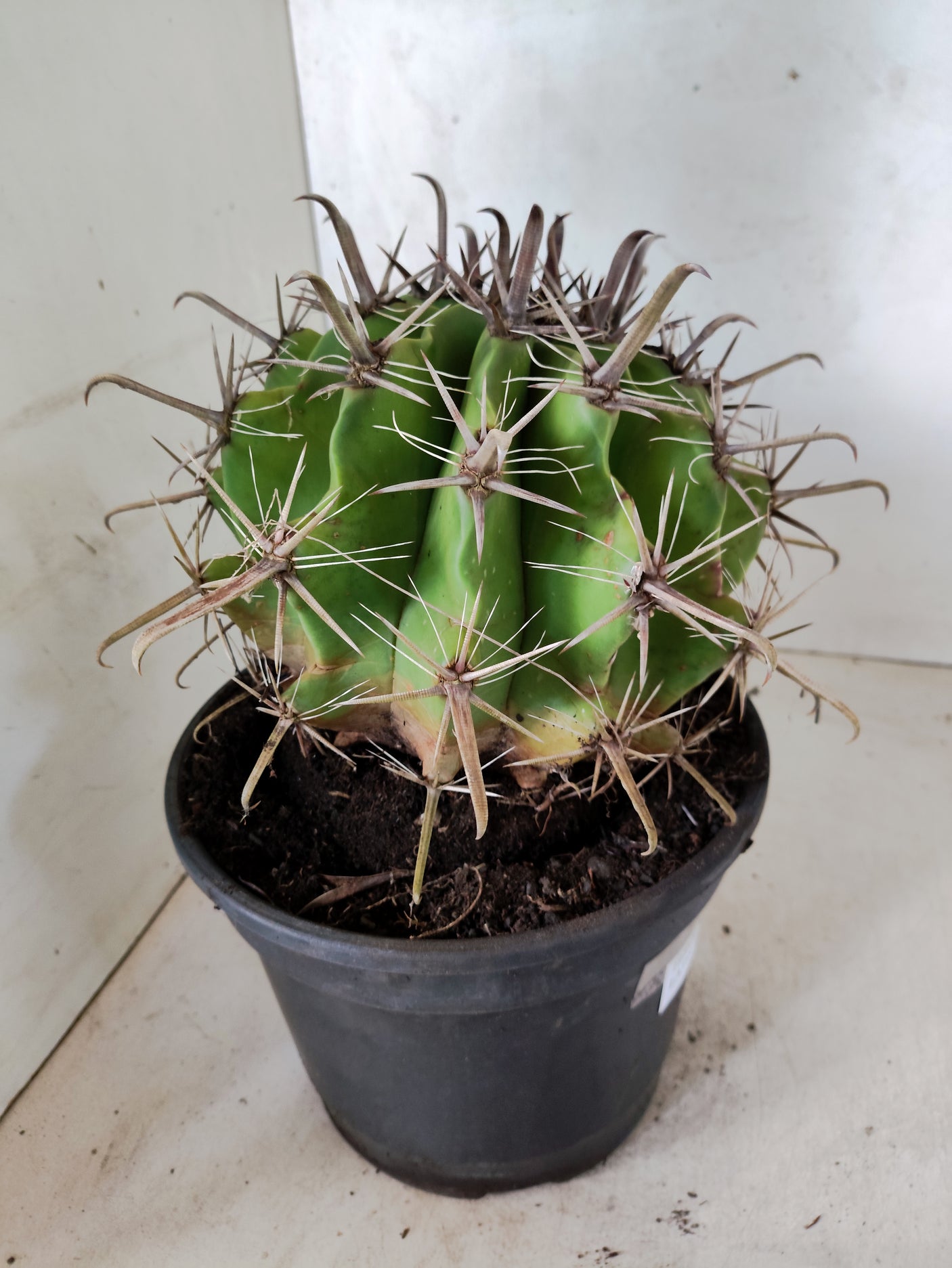 FEROCACTUS LATISPINUS Nº 101 – vaso 20
