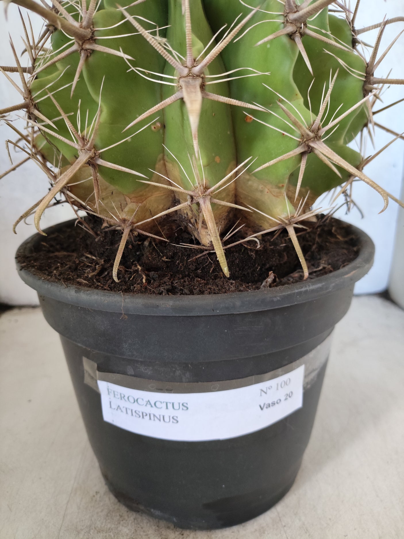 FEROCACTUS LATISPINUS Nº 100 – vaso 20
