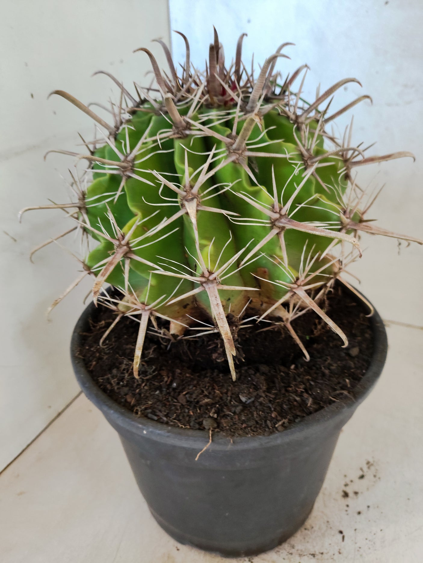 FEROCACTUS LATISPINUS Nº 100 – vaso 20