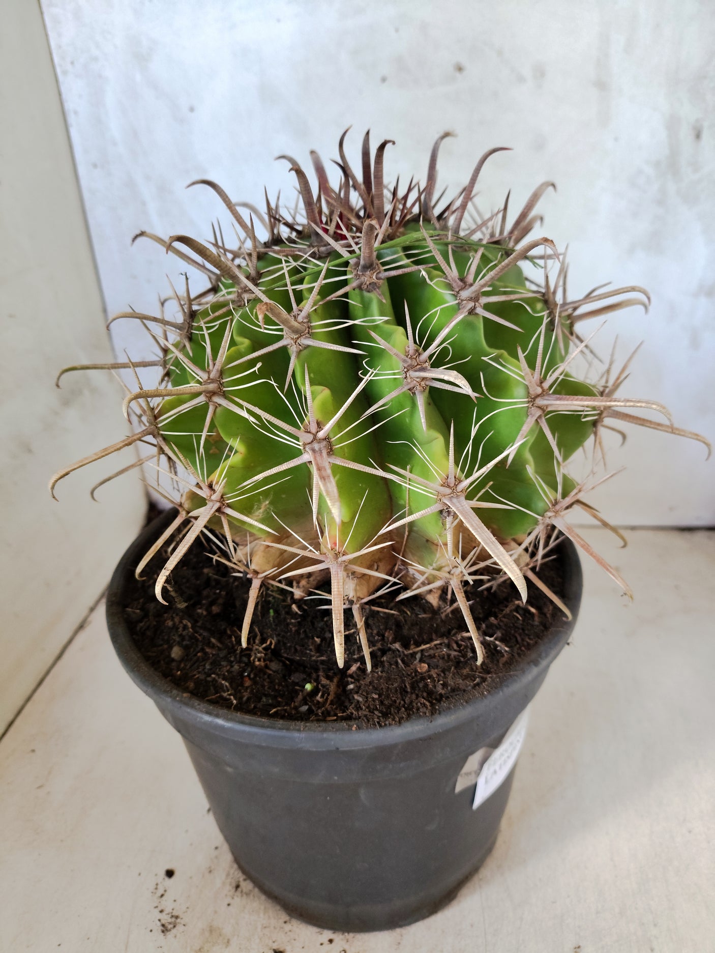 FEROCACTUS LATISPINUS Nº 100 – vaso 20