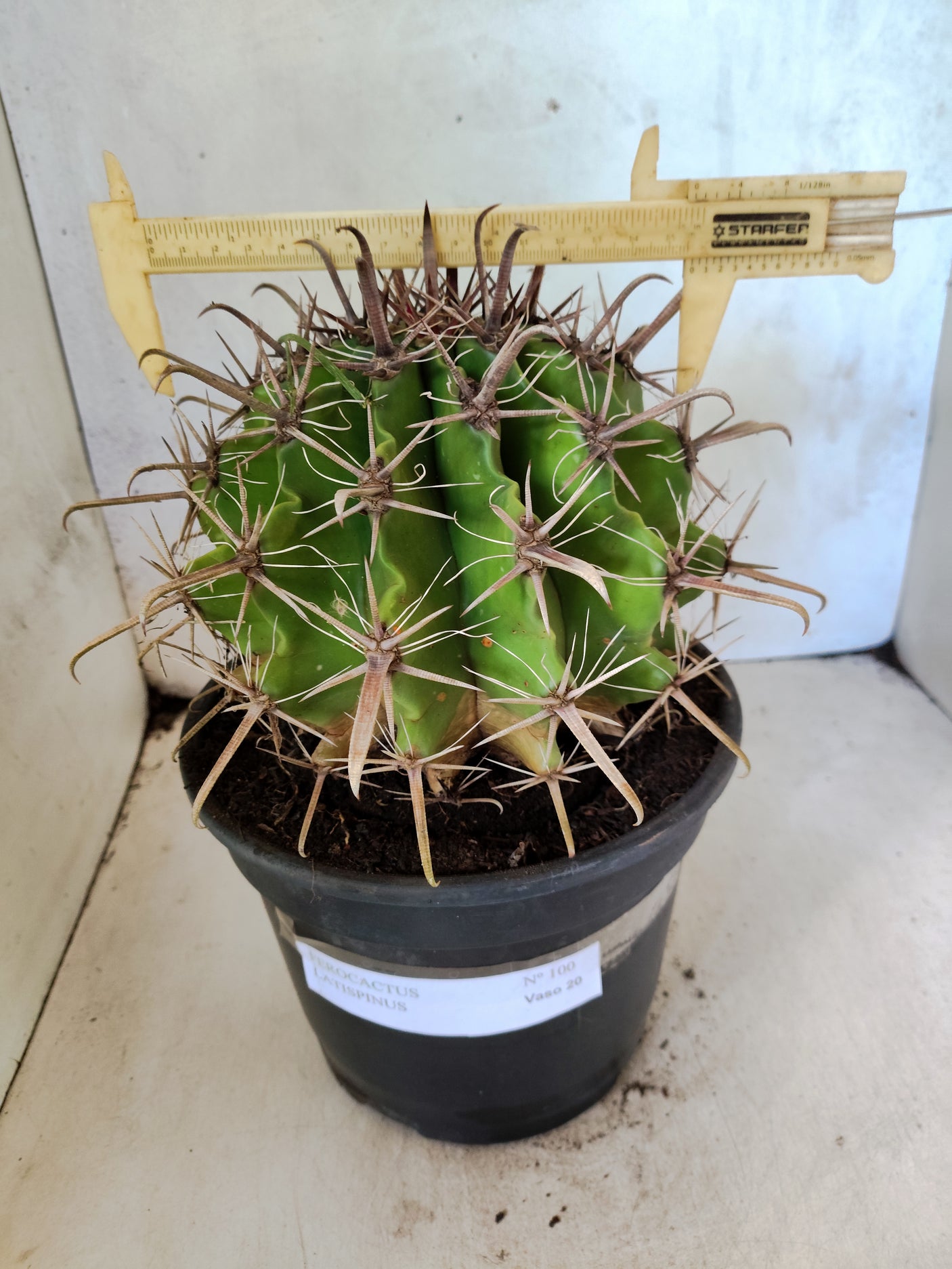FEROCACTUS LATISPINUS Nº 100 – vaso 20