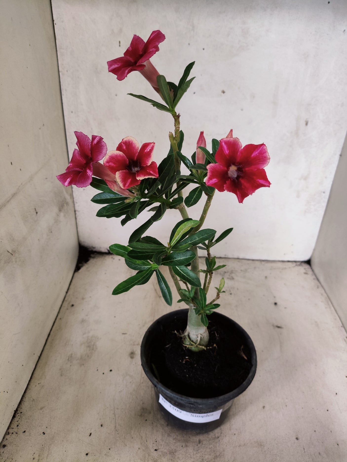 Planta Simples 3509 – 30cm – 02 anos