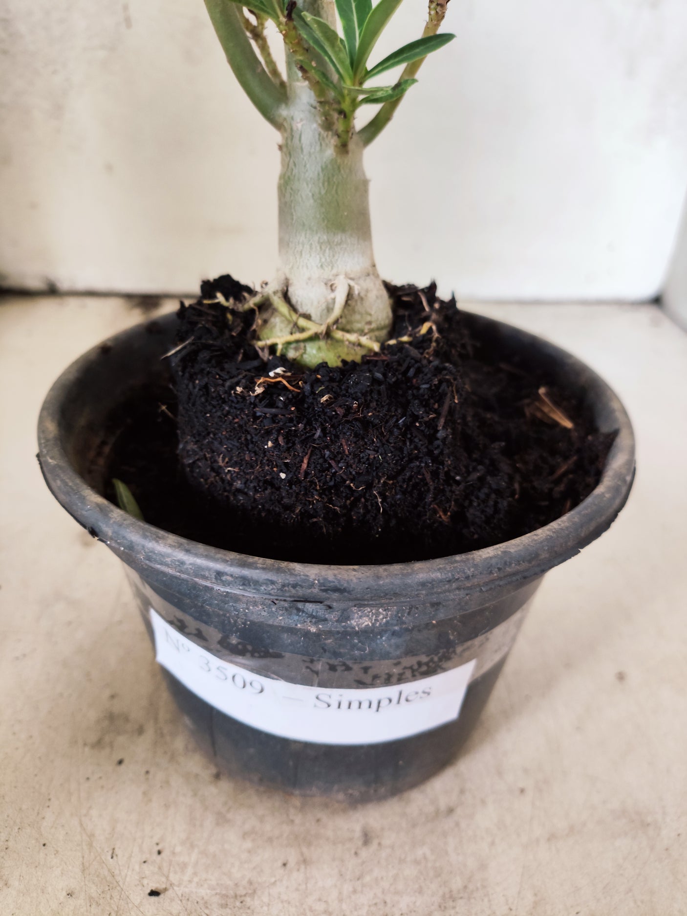 Planta Simples 3509 – 30cm – 02 anos