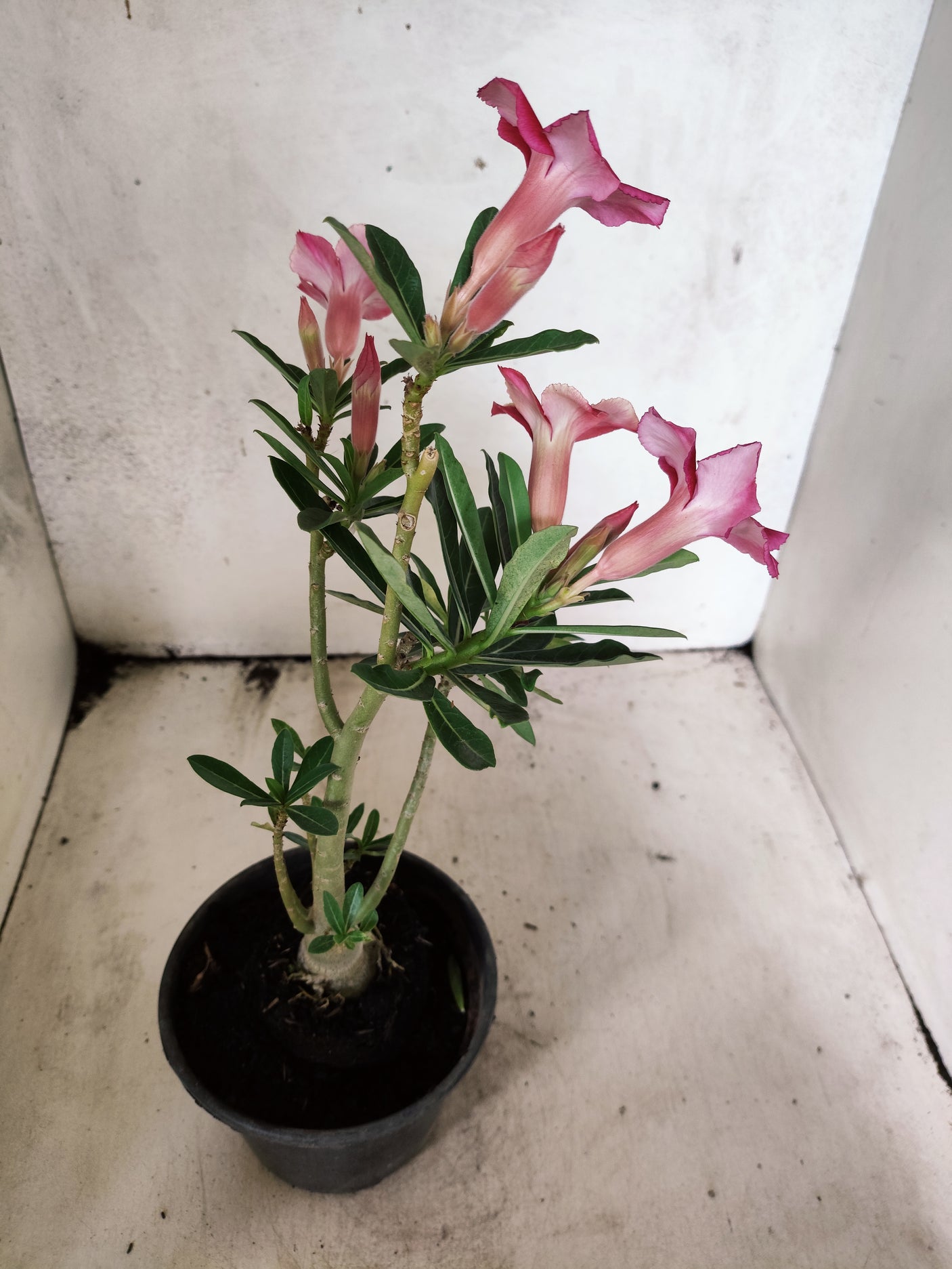 Planta Simples 3509 – 30cm – 02 anos