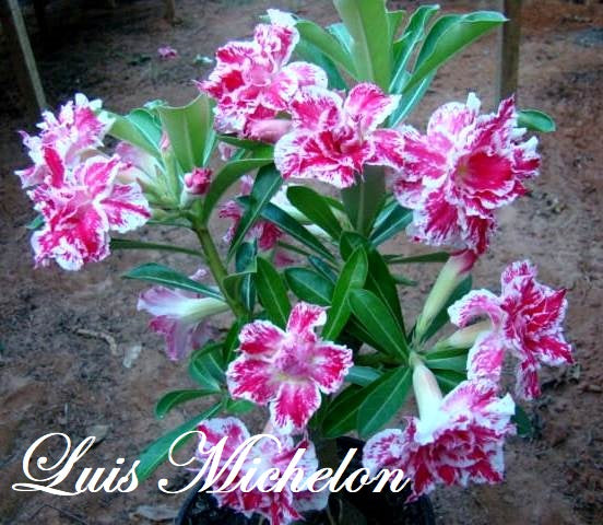 Cuidados básicos com as Rosas do Deserto – Adenium