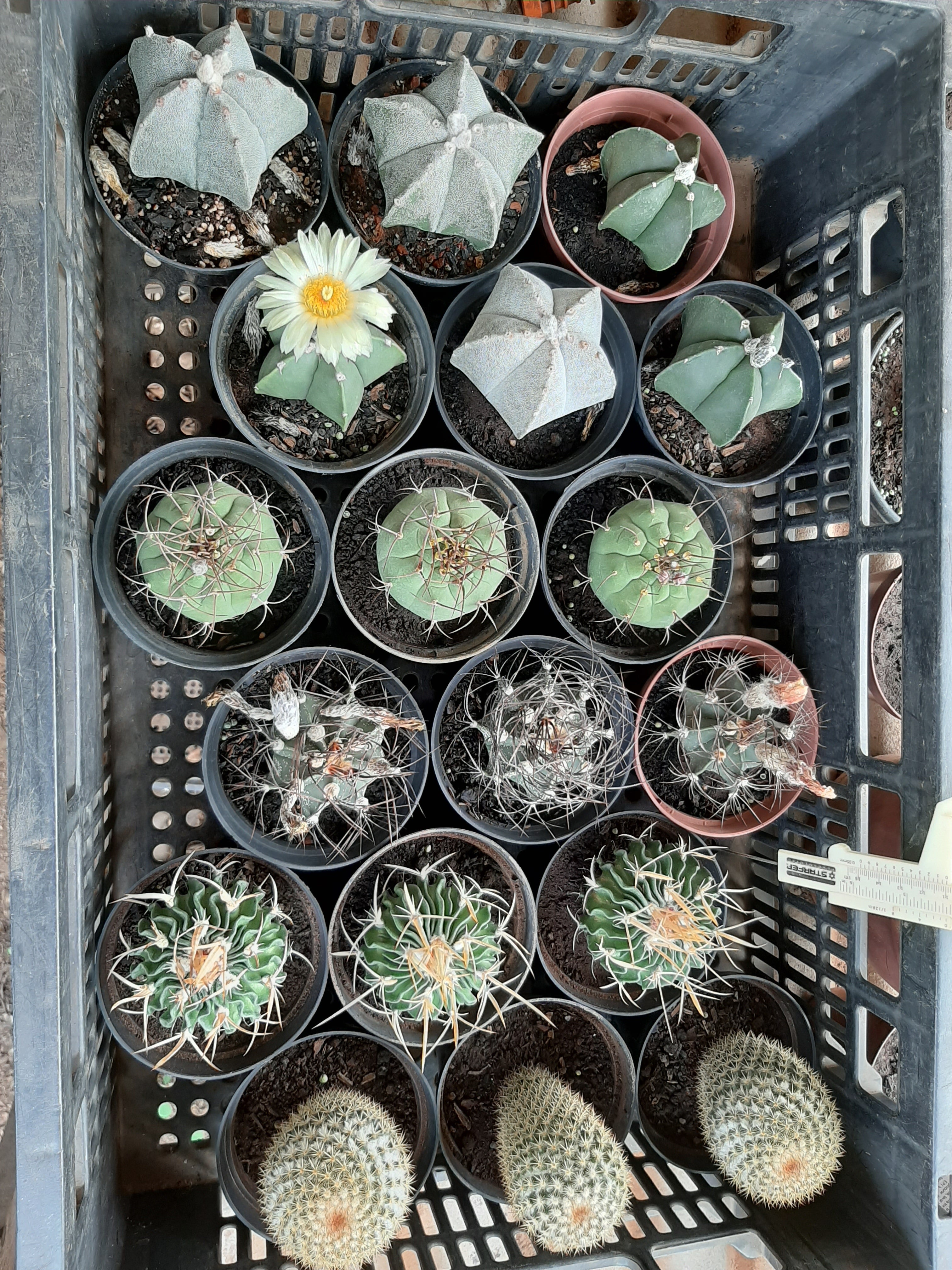 MANUAL Plantio de Sementes de Cactos