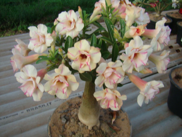 Cuidados no replantio de rosas do deserto