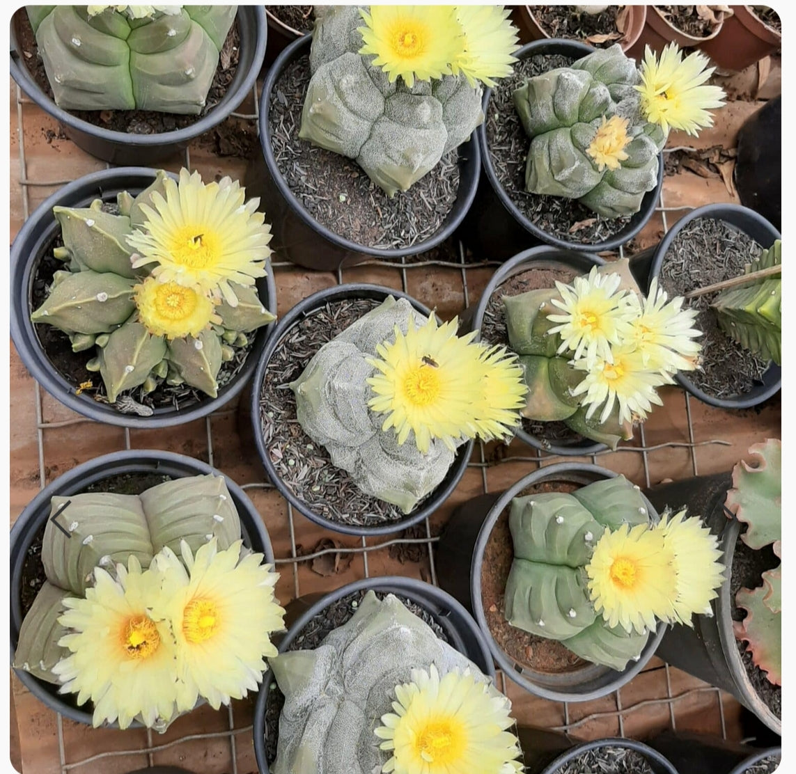 REPLANTIO DE CACTOS - assim que receber sua planta