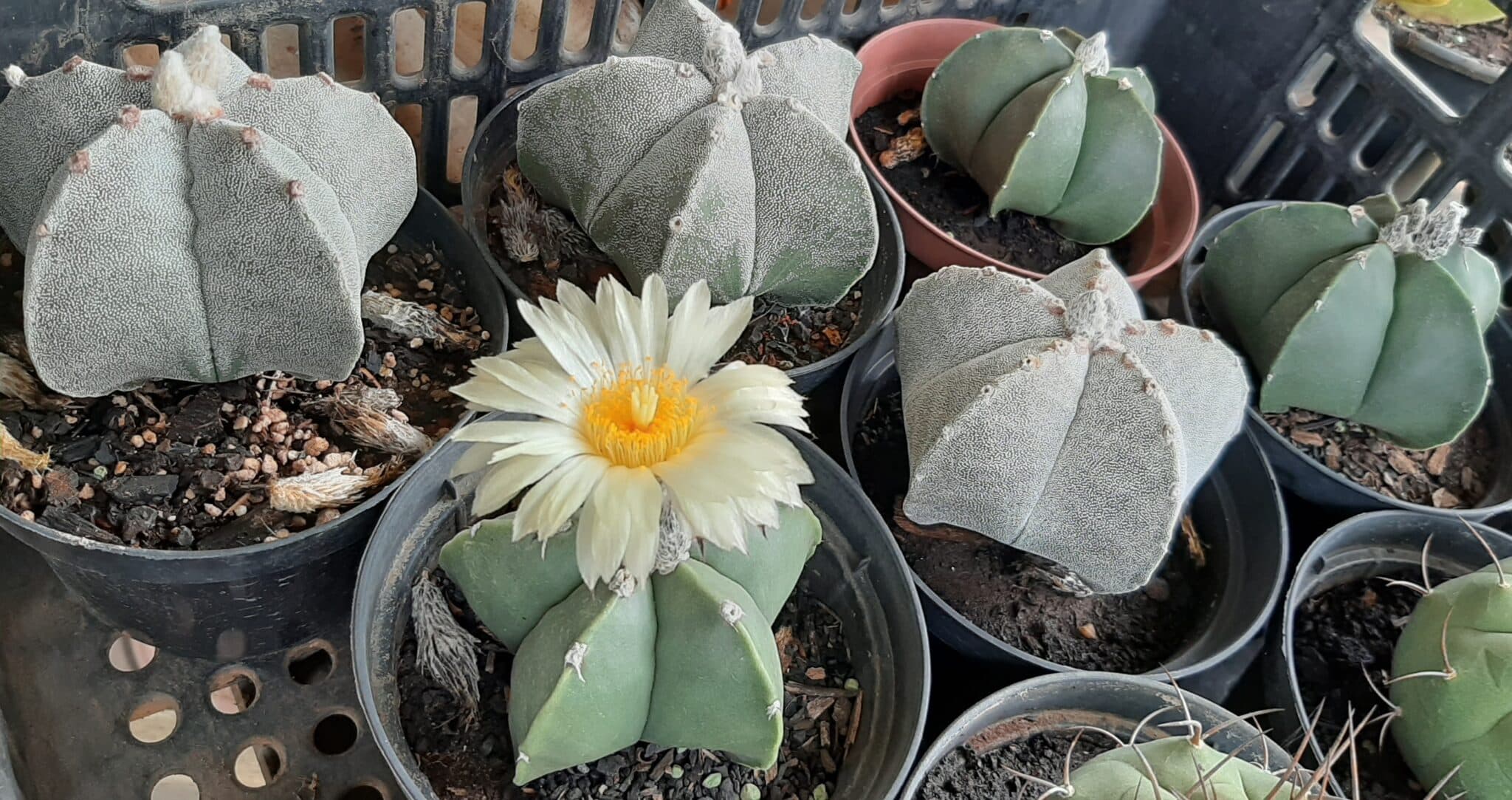 Sementes de cactos ASTROPHYTUM MYRIOSTIGMA - foto 10