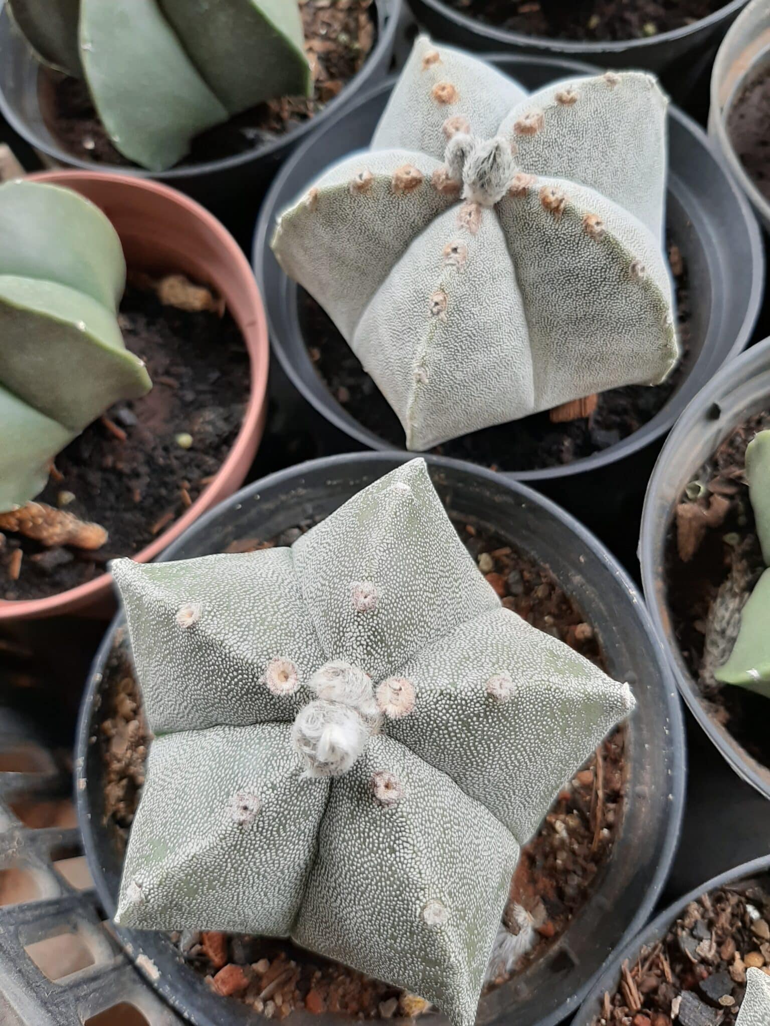 Sementes de cactos ASTROPHYTUM MYRIOSTIGMA - foto 6