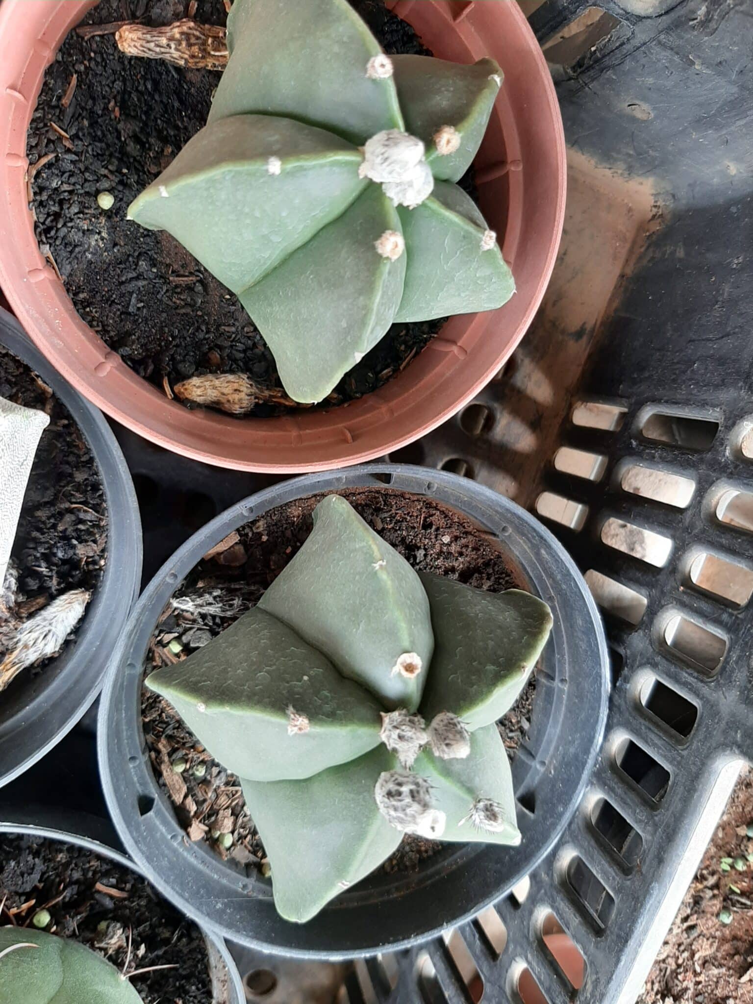 Sementes de cactos ASTROPHYTUM MYRIOSTIGMA - foto 8