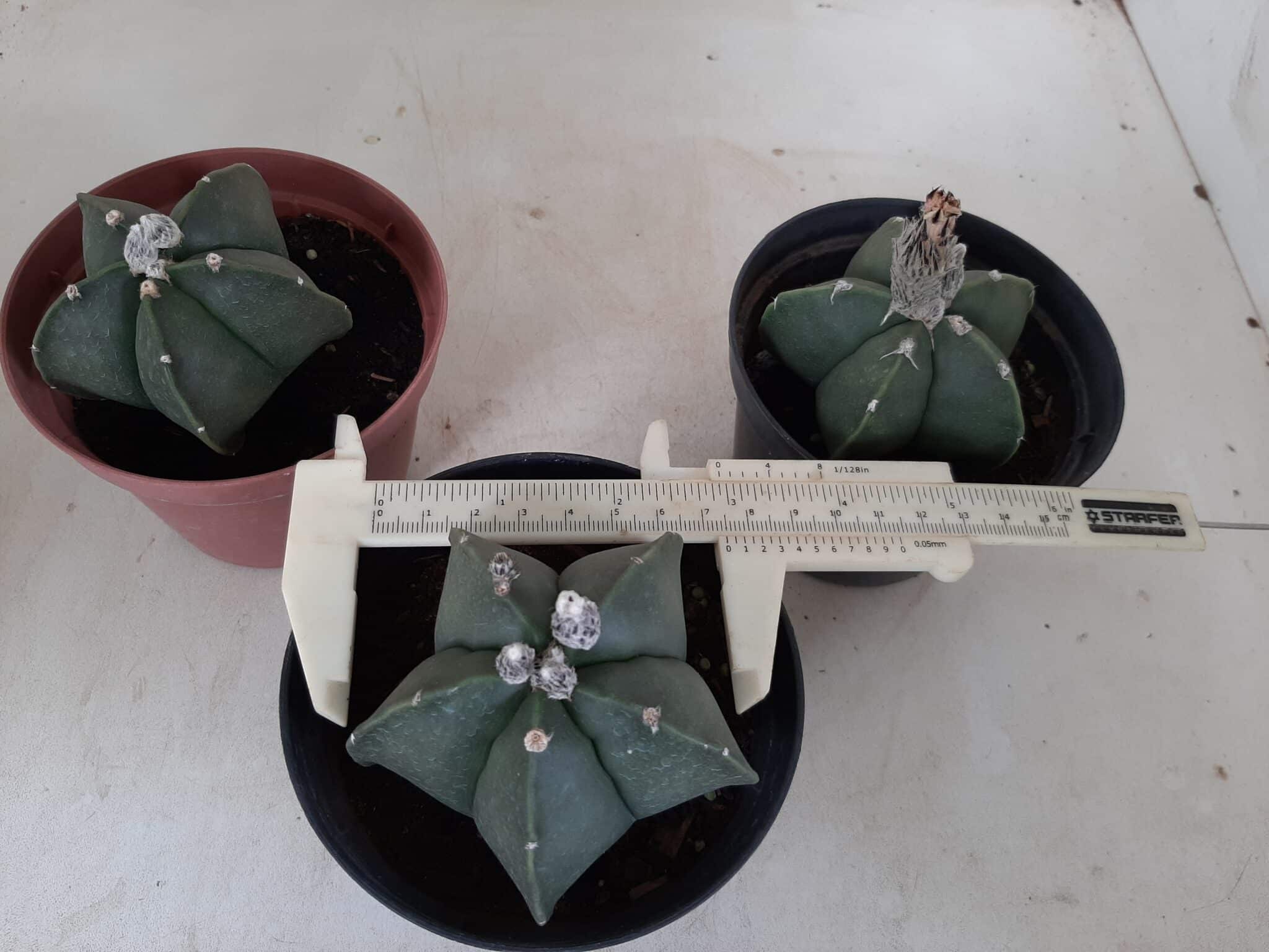 Sementes de cactos ASTROPHYTUM MYRIOSTIGMA - foto 5