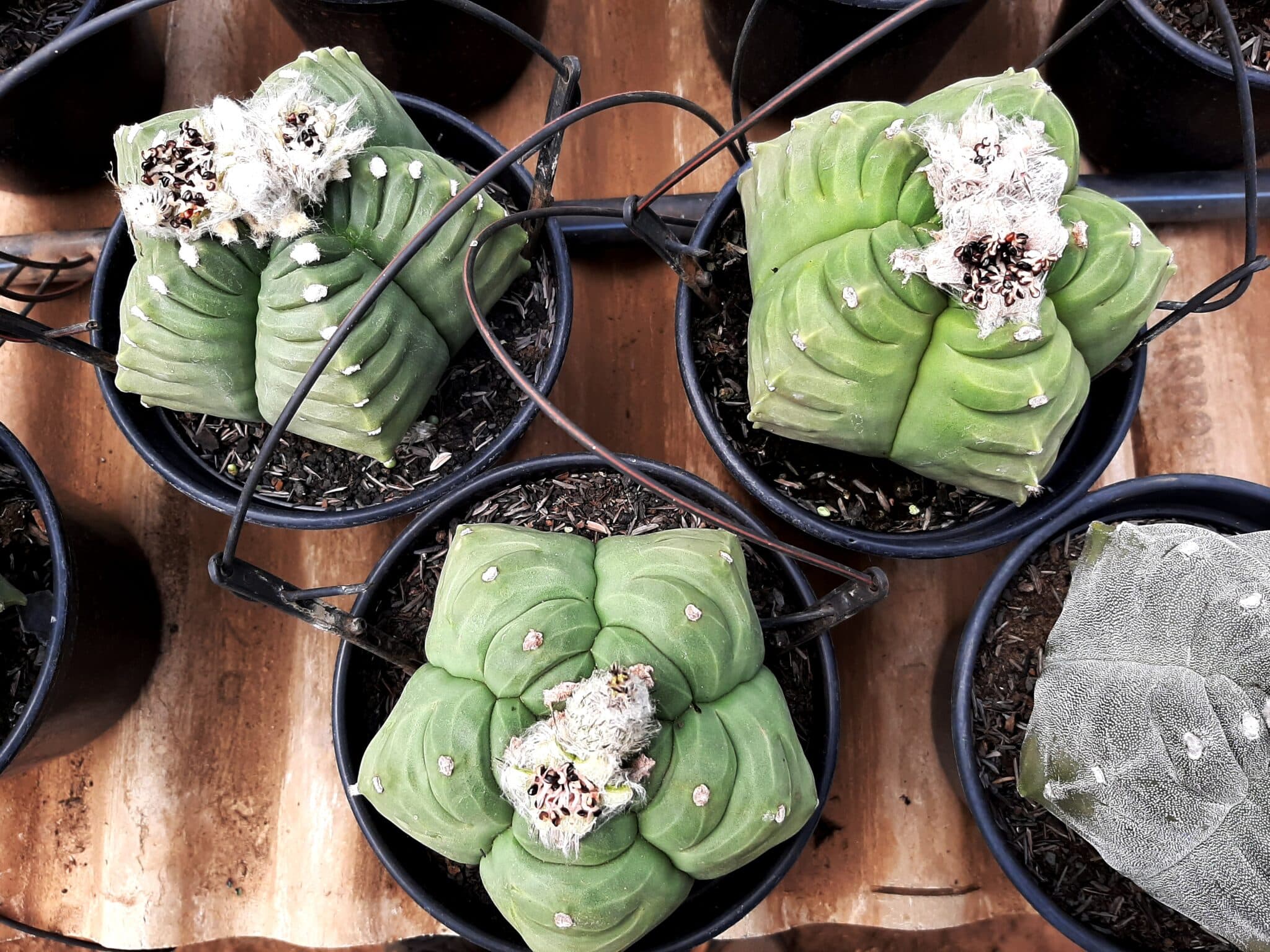 Sementes de cactos ASTROPHYTUM KIKKO - Adenium Rosa do Deserto
