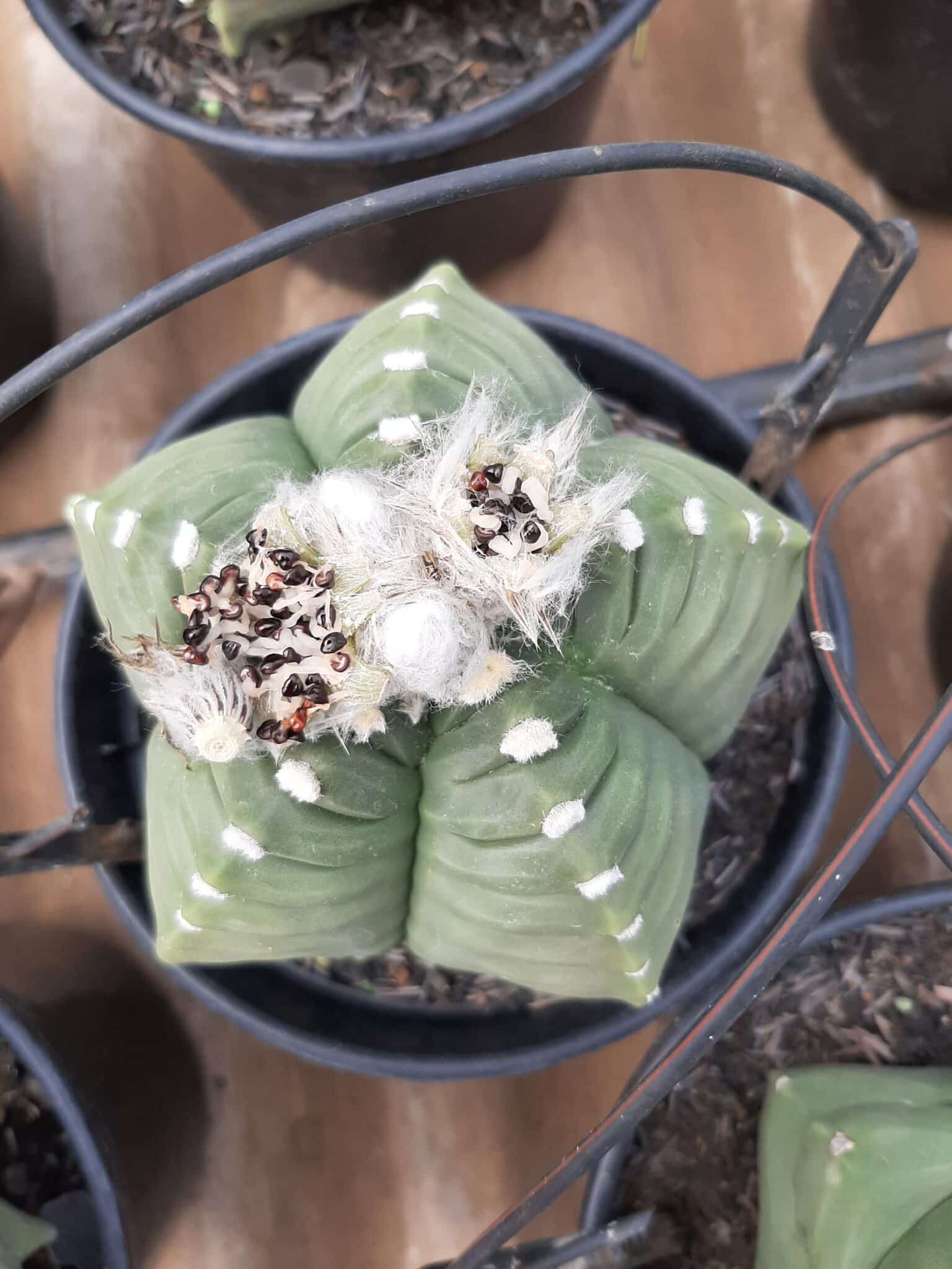 Sementes de cactos ASTROPHYTUM KIKKO - foto 7