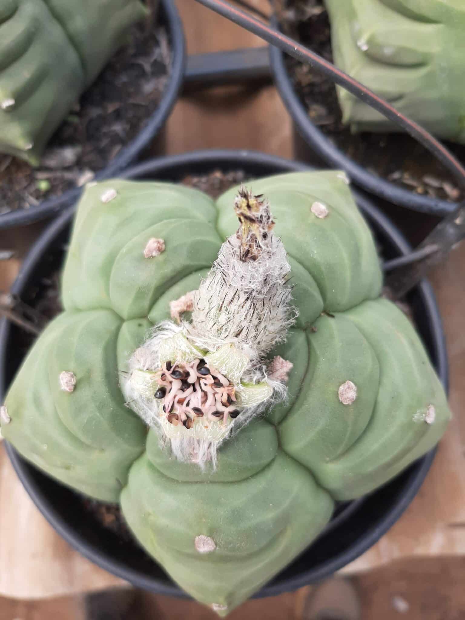 Sementes de cactos ASTROPHYTUM KIKKO - foto 4