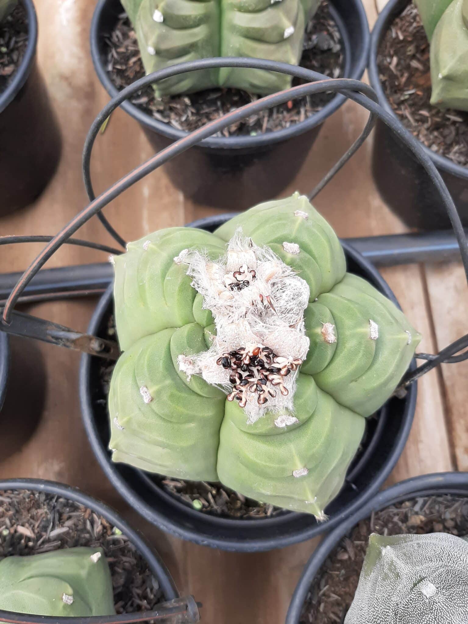 Sementes de cactos ASTROPHYTUM KIKKO - foto 27