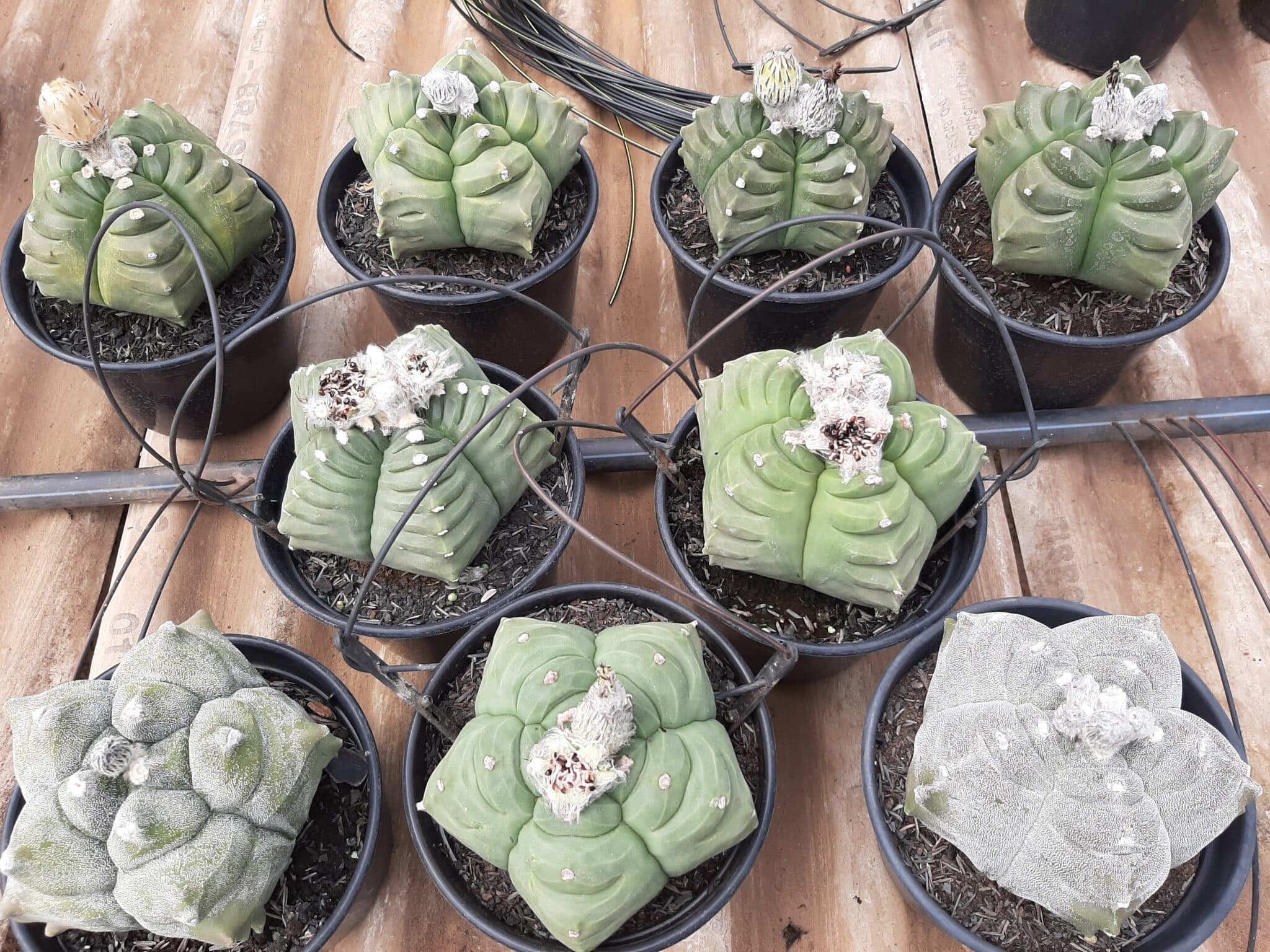Sementes de cactos ASTROPHYTUM KIKKO - foto 26