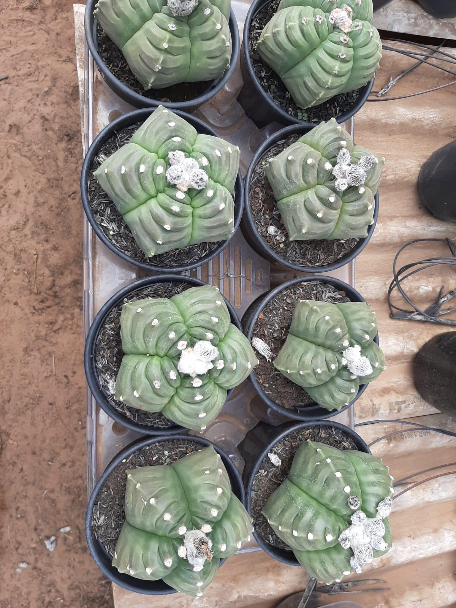 Sementes de cactos ASTROPHYTUM KIKKO - foto 18