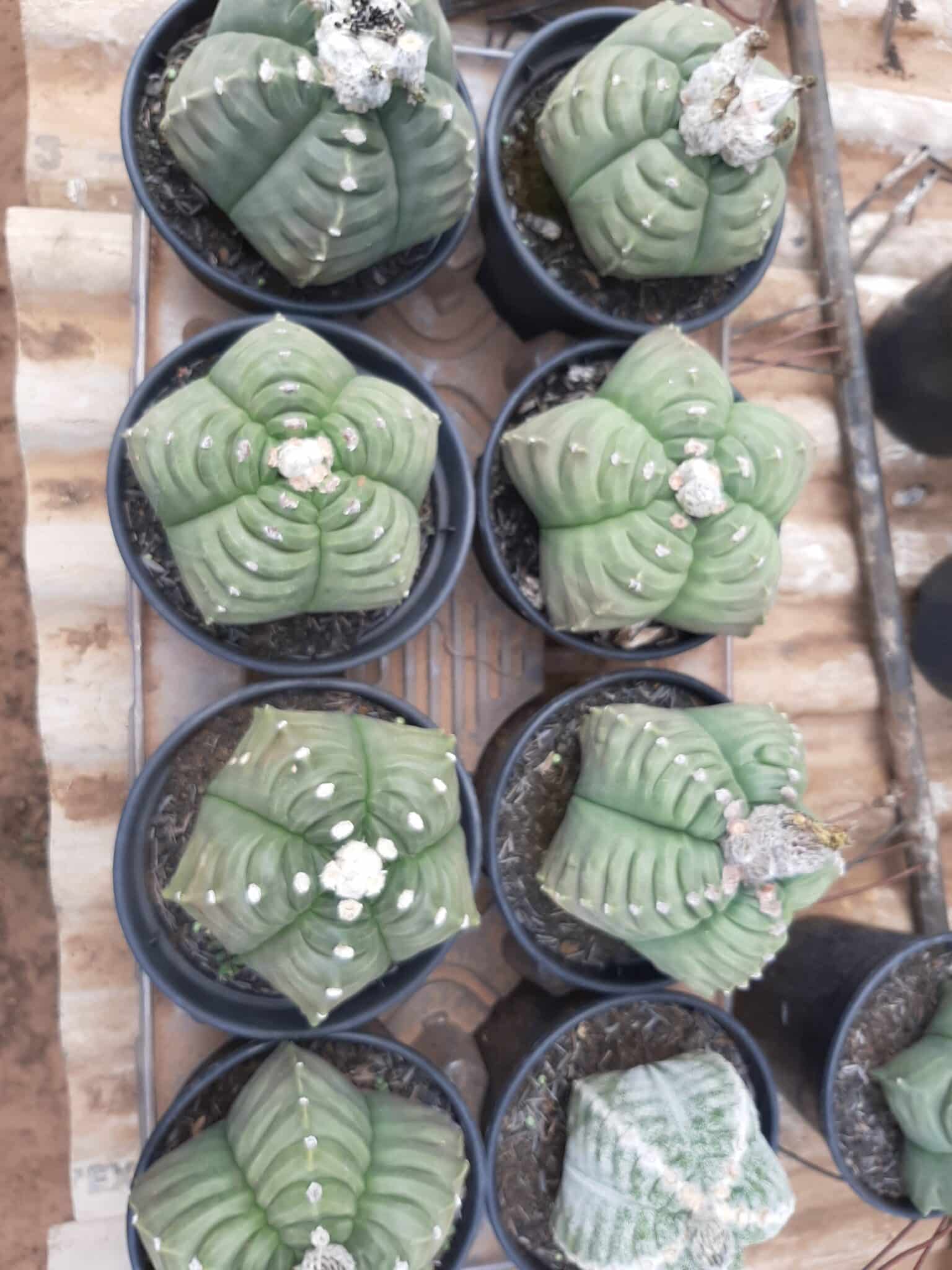 Sementes de cactos ASTROPHYTUM KIKKO - foto 25