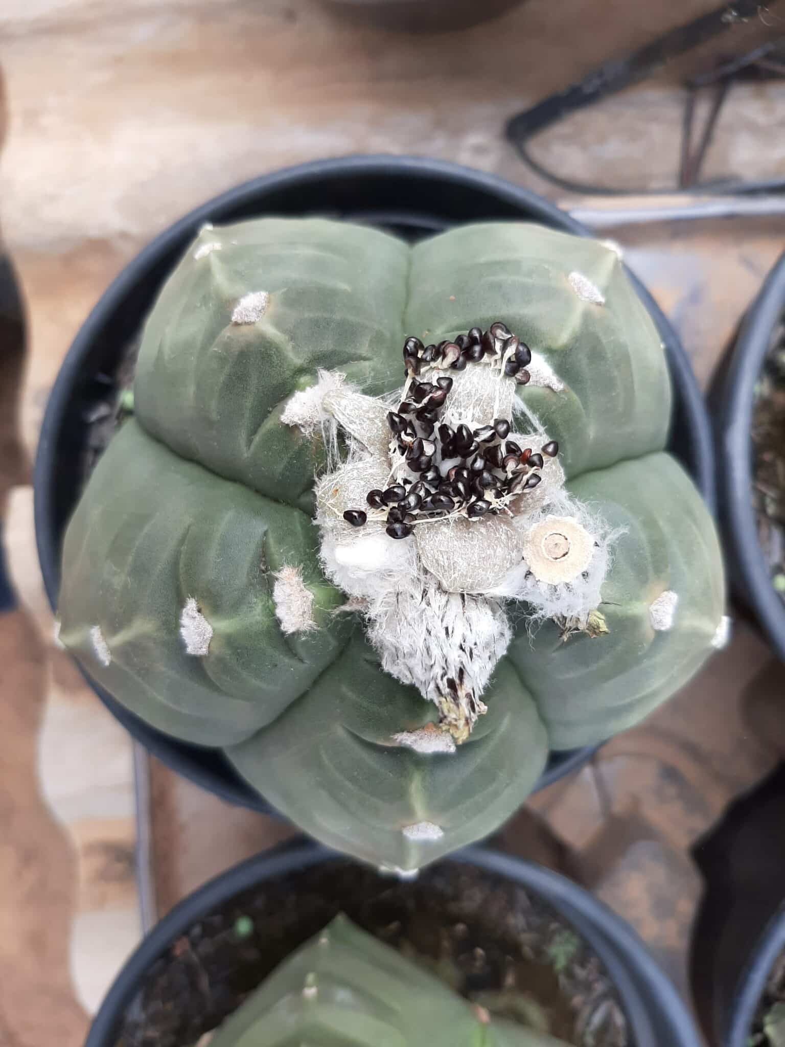 Sementes de cactos ASTROPHYTUM KIKKO - foto 5