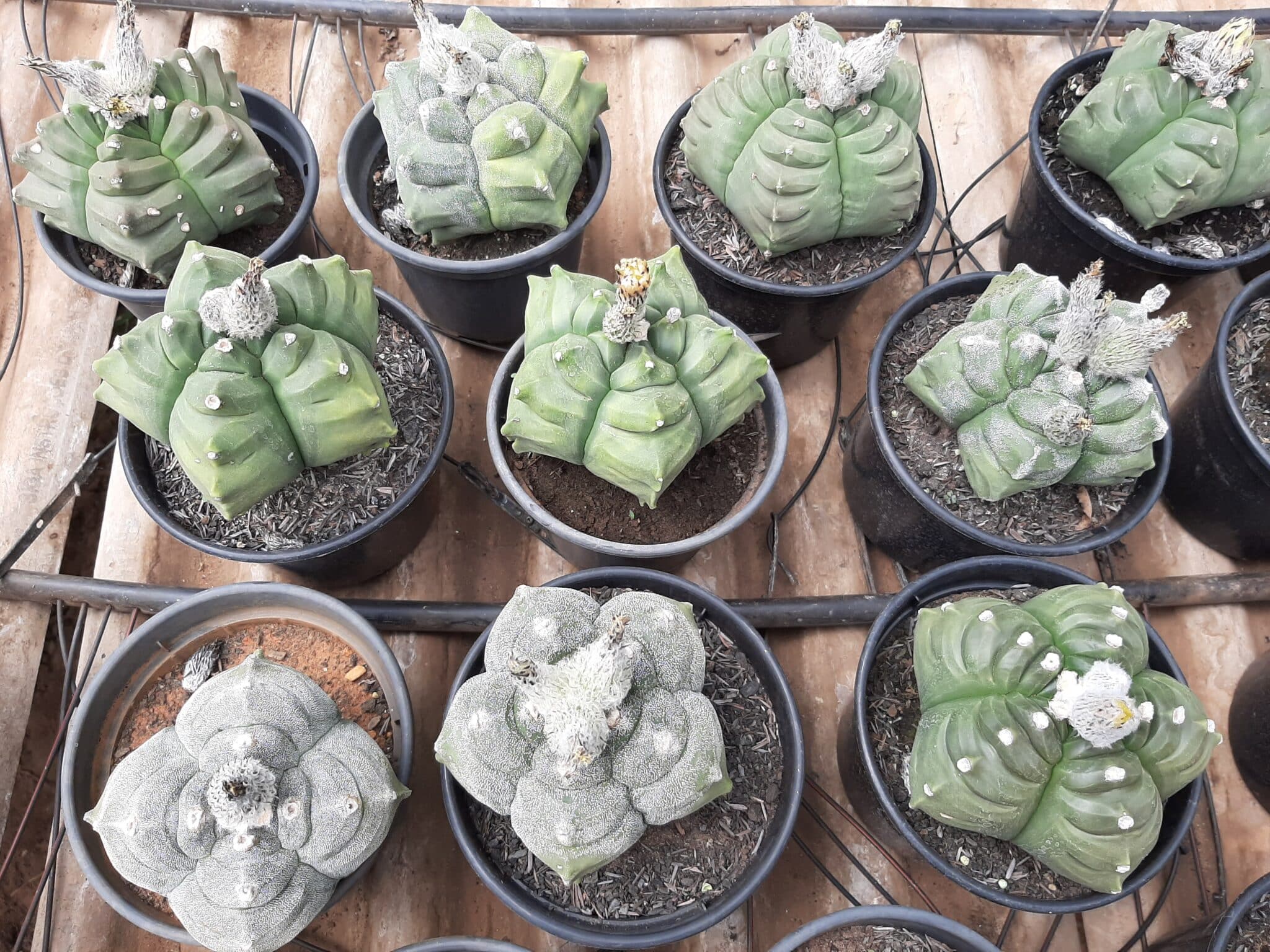 Sementes de cactos ASTROPHYTUM KIKKO - foto 24
