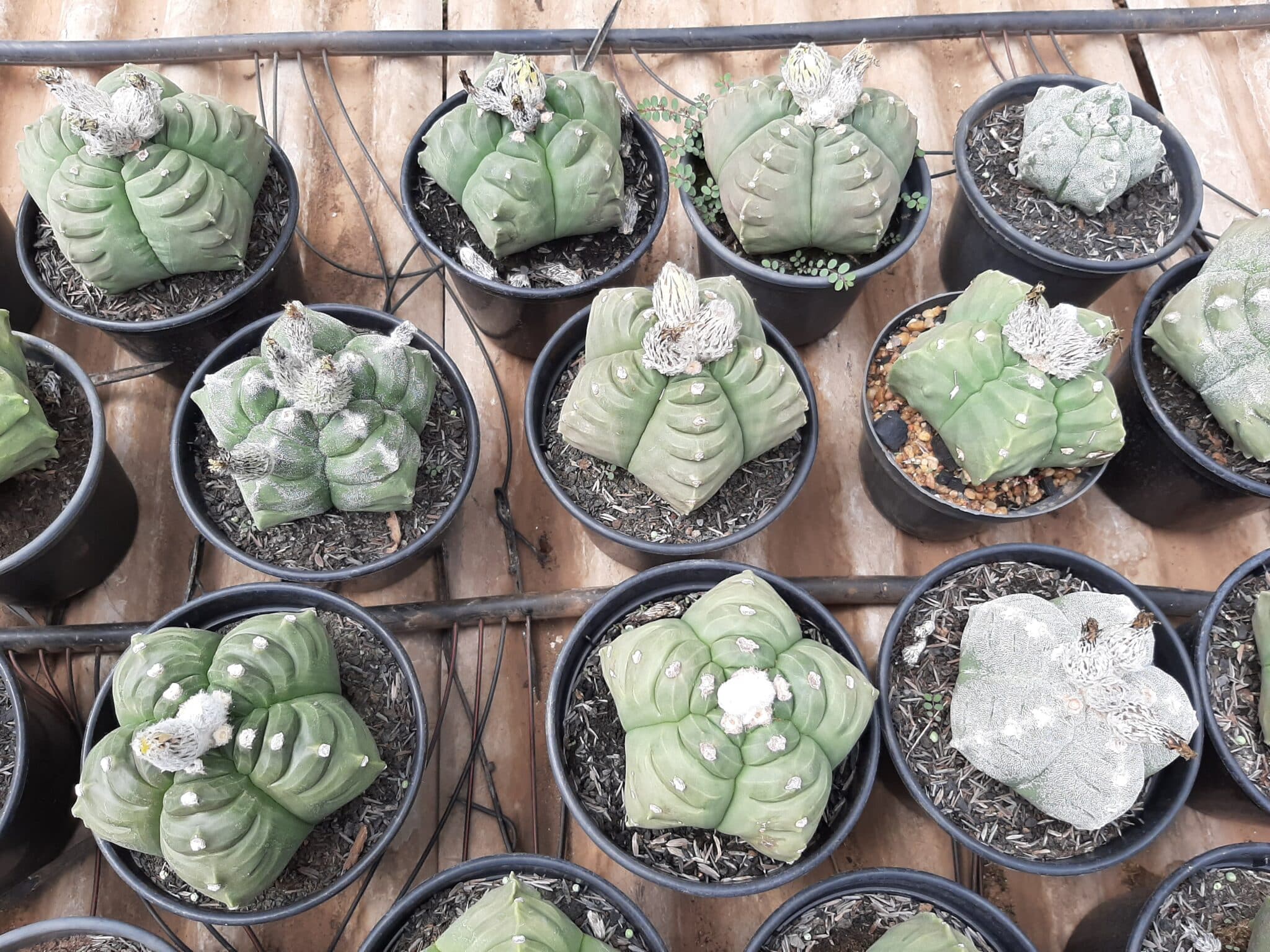 Sementes de cactos ASTROPHYTUM KIKKO - foto 23