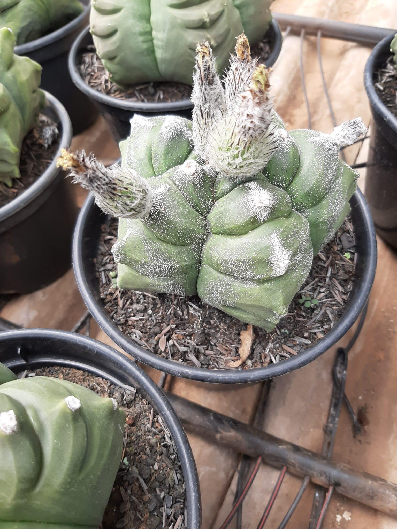 Sementes de cactos ASTROPHYTUM KIKKO - foto 22