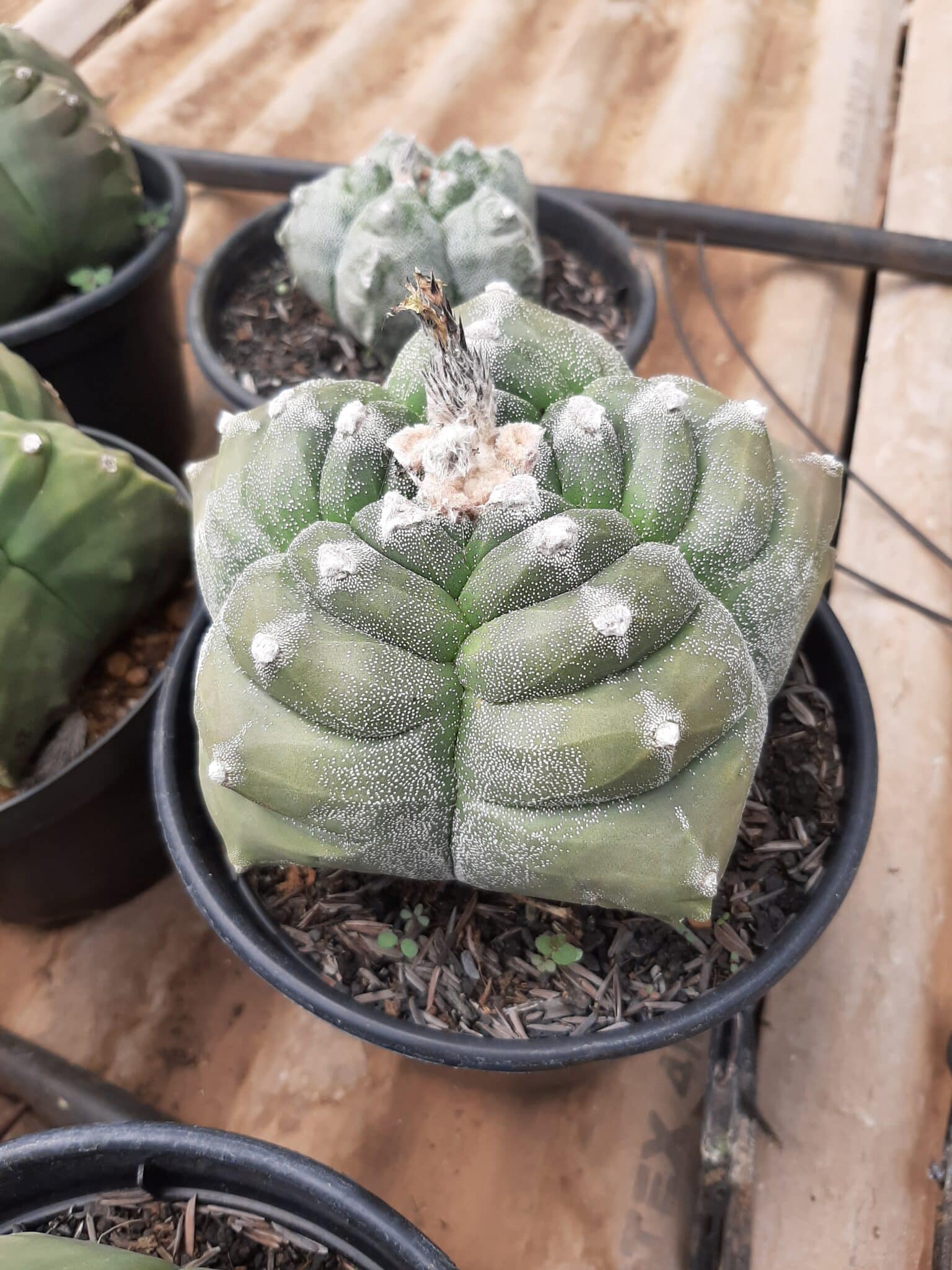 Sementes de cactos ASTROPHYTUM KIKKO - foto 10