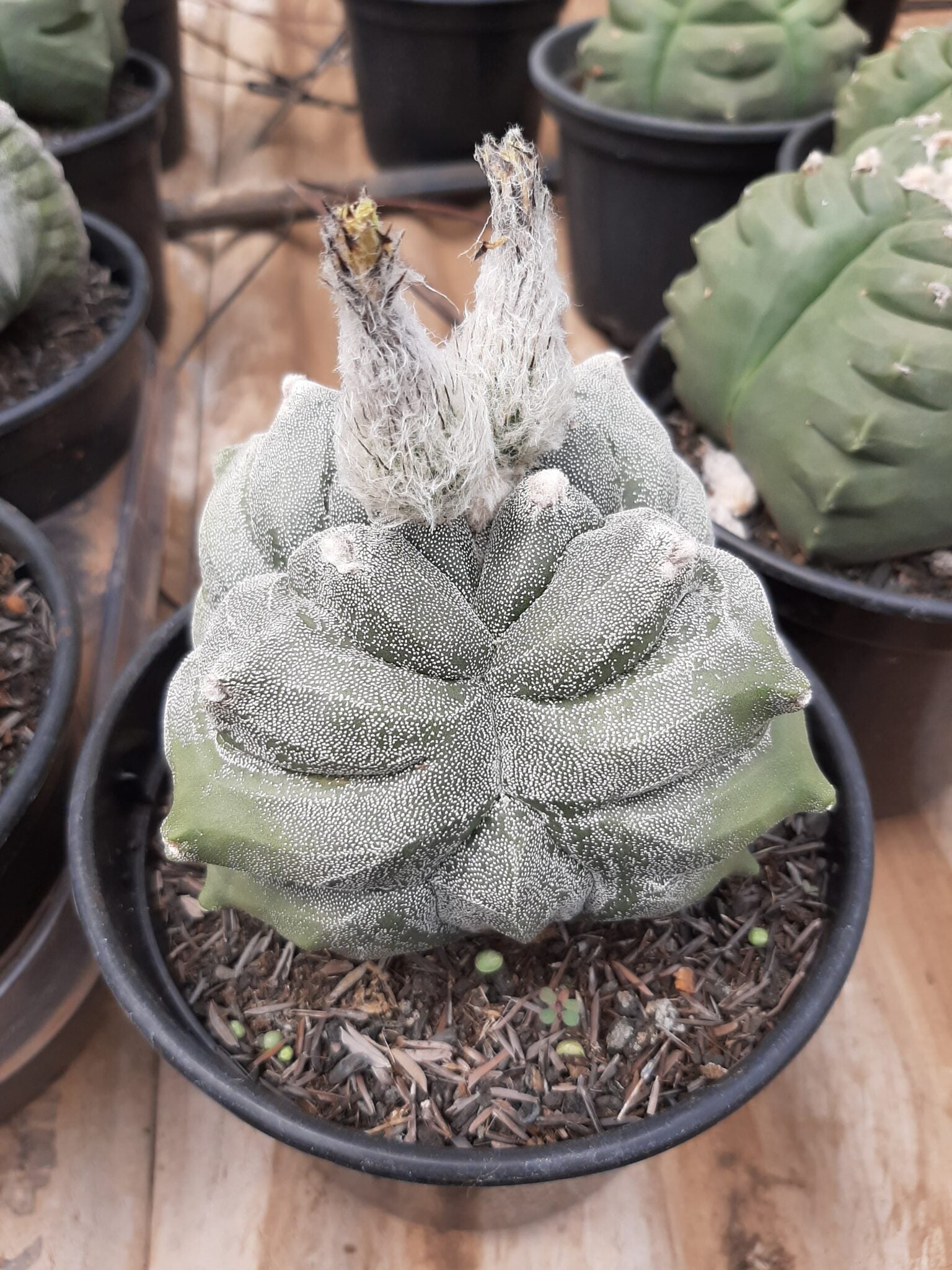 Sementes de cactos ASTROPHYTUM KIKKO - foto 21