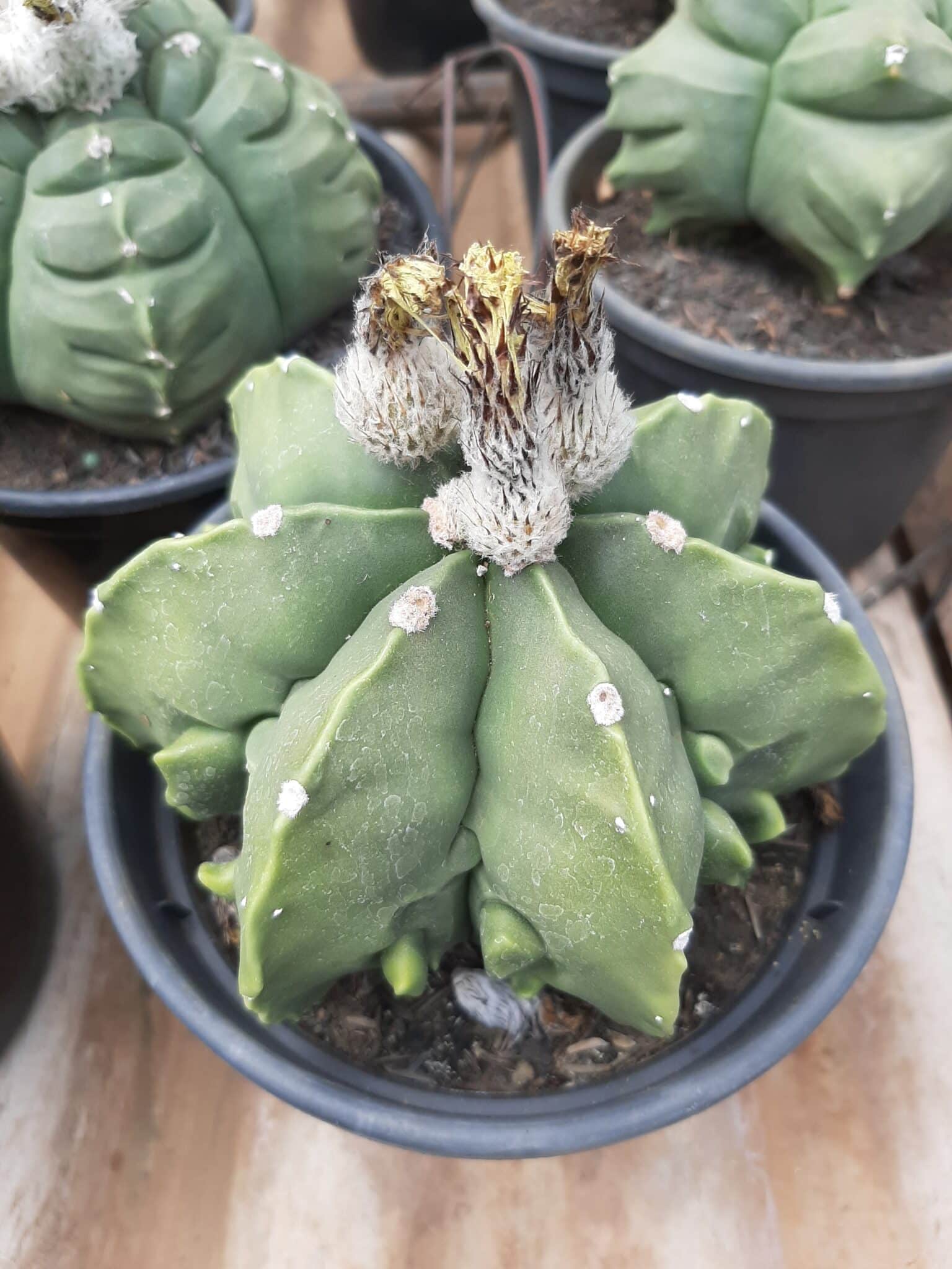 Sementes de cactos ASTROPHYTUM KIKKO - foto 20