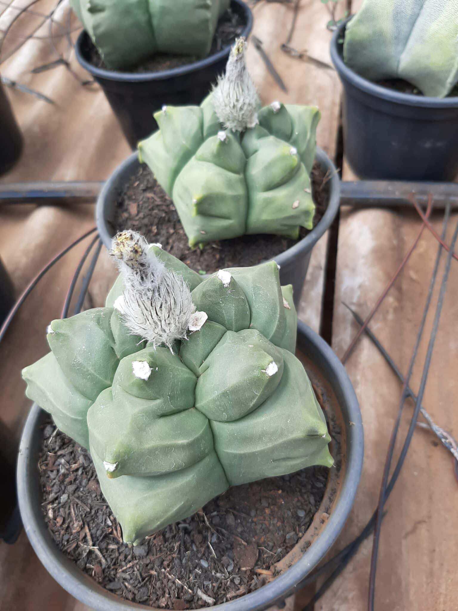 Sementes de cactos ASTROPHYTUM KIKKO - foto 17