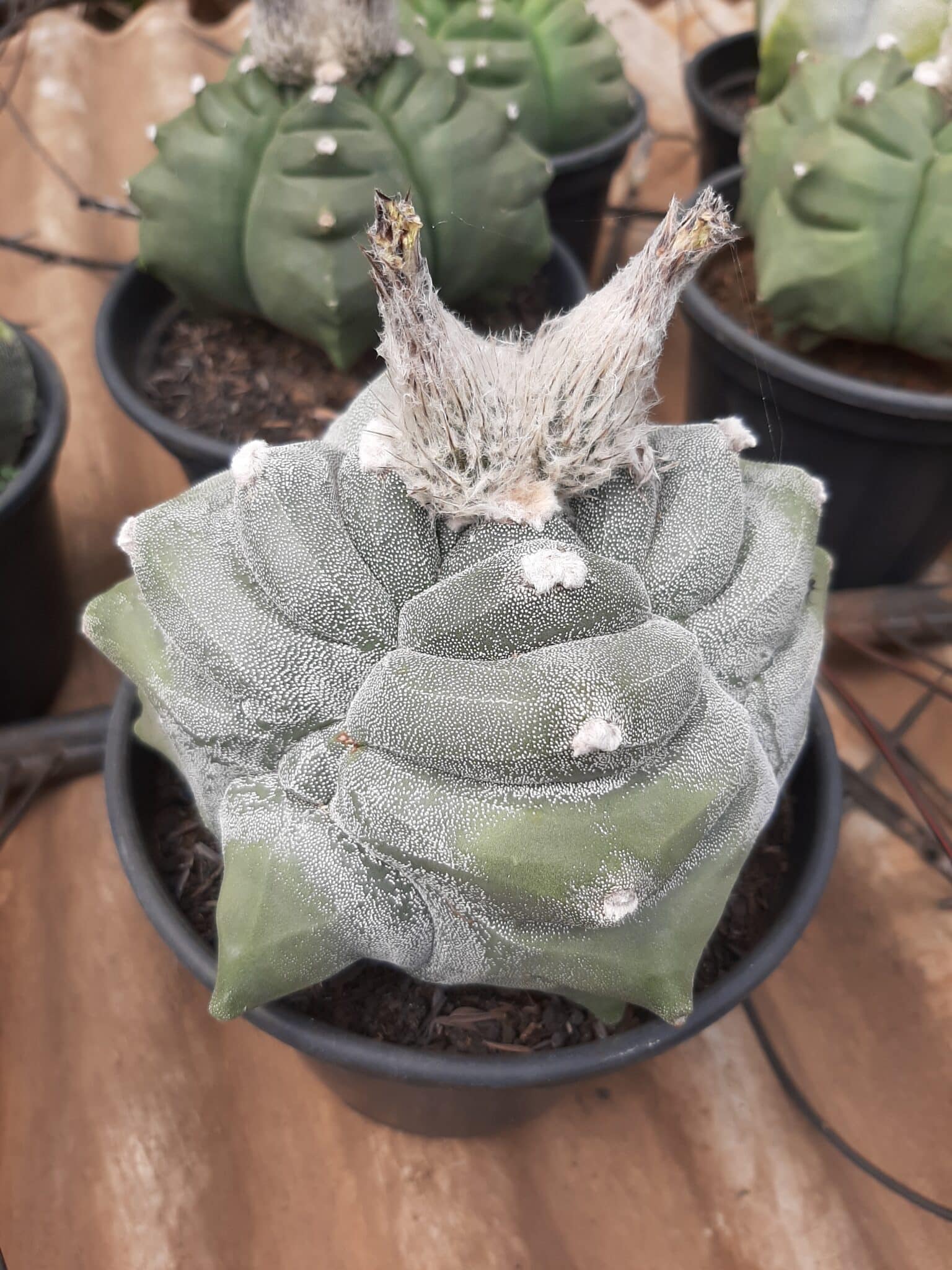Sementes de cactos ASTROPHYTUM KIKKO - foto 16