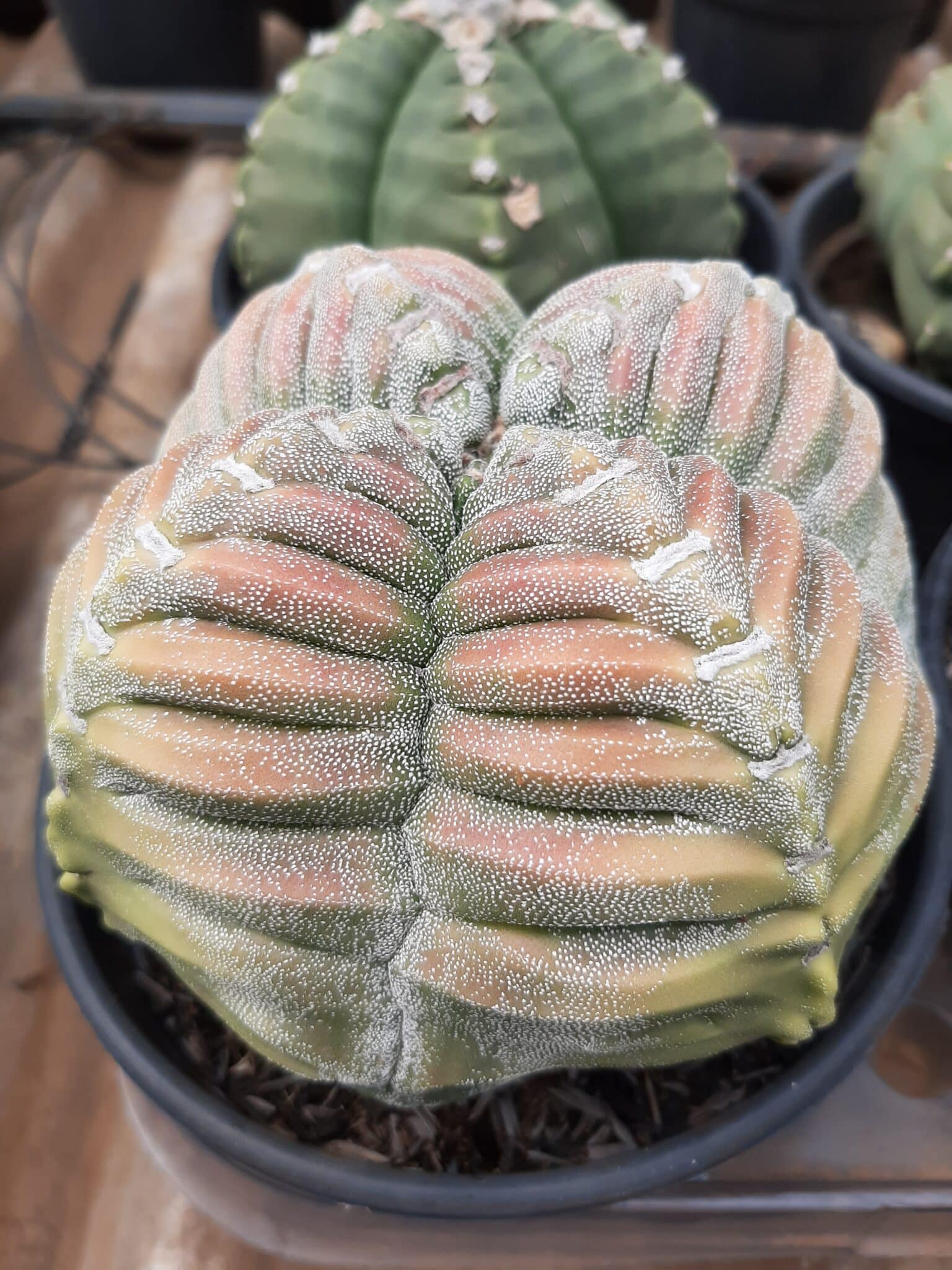 Sementes de cactos ASTROPHYTUM KIKKO - foto 15