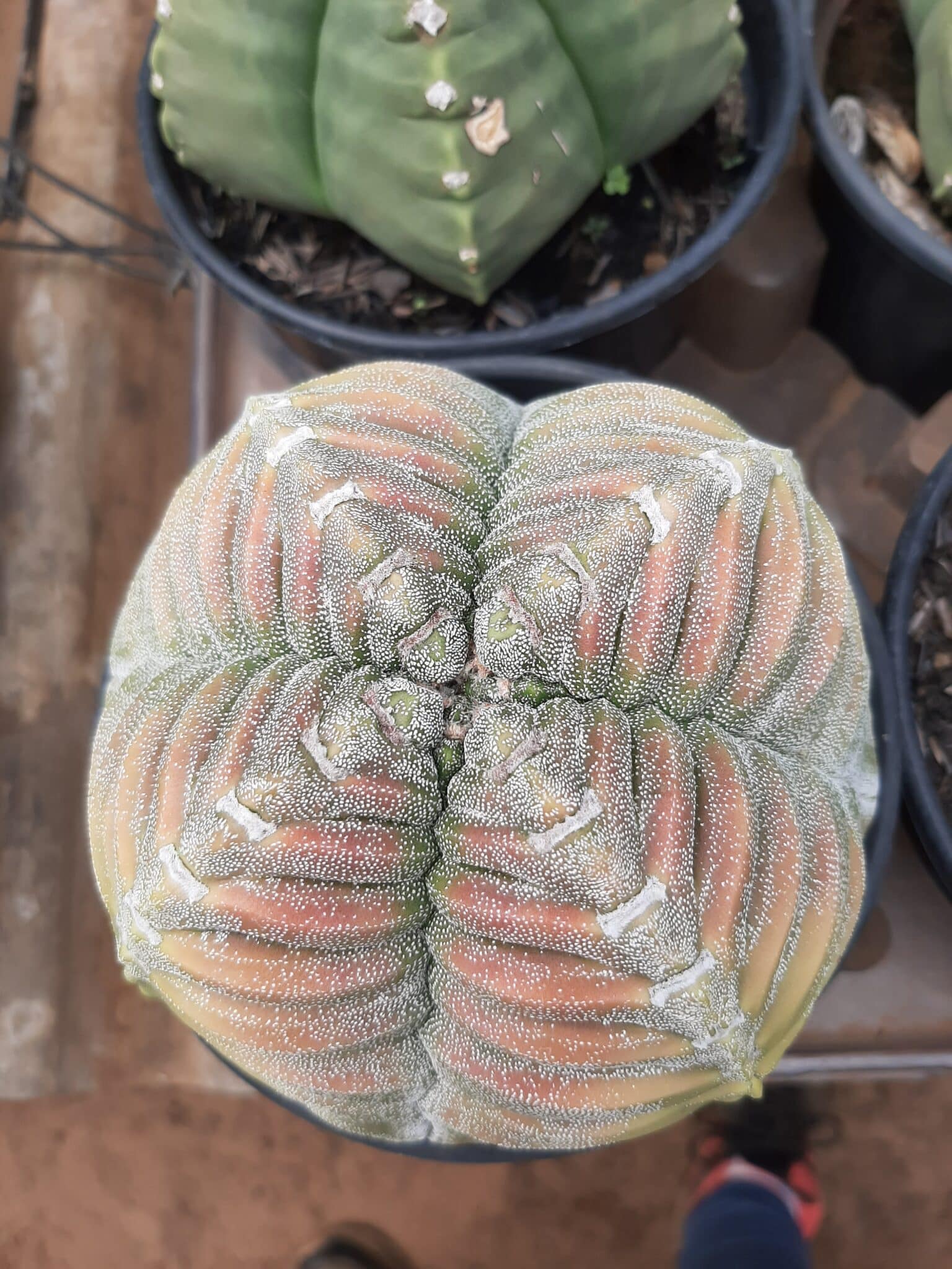 Sementes de cactos ASTROPHYTUM KIKKO - foto 14