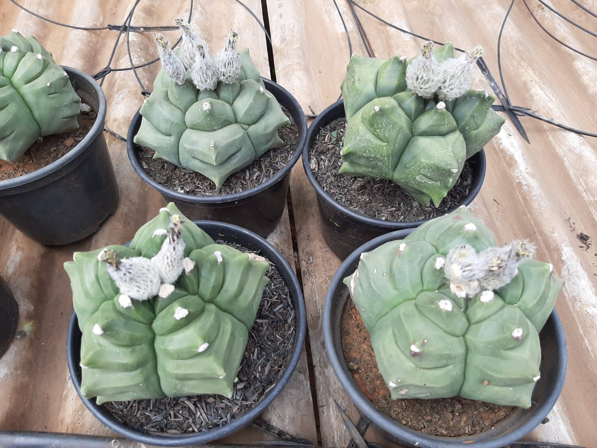 Sementes de cactos ASTROPHYTUM KIKKO - foto 8