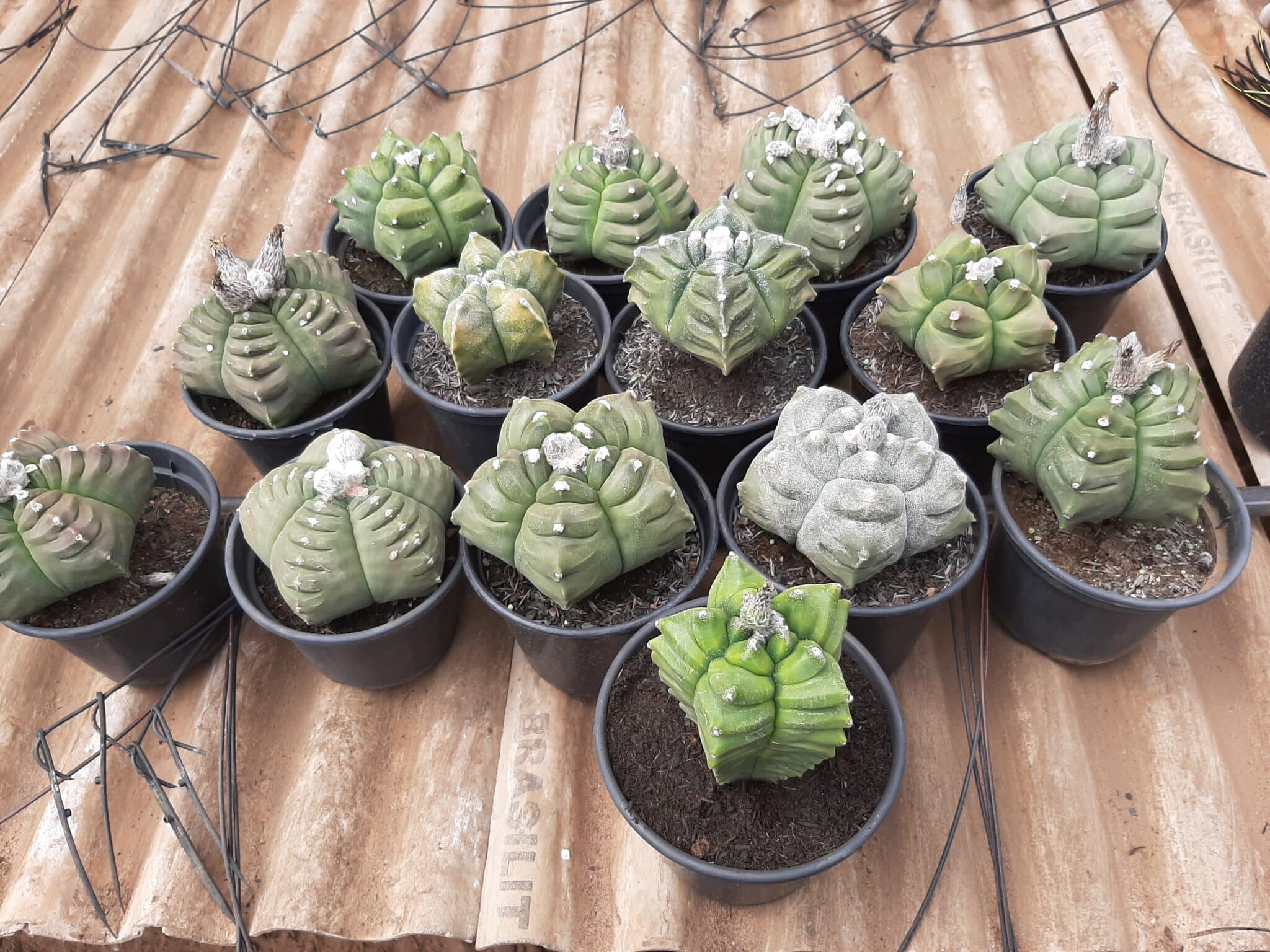 Sementes de cactos ASTROPHYTUM KIKKO - foto 13