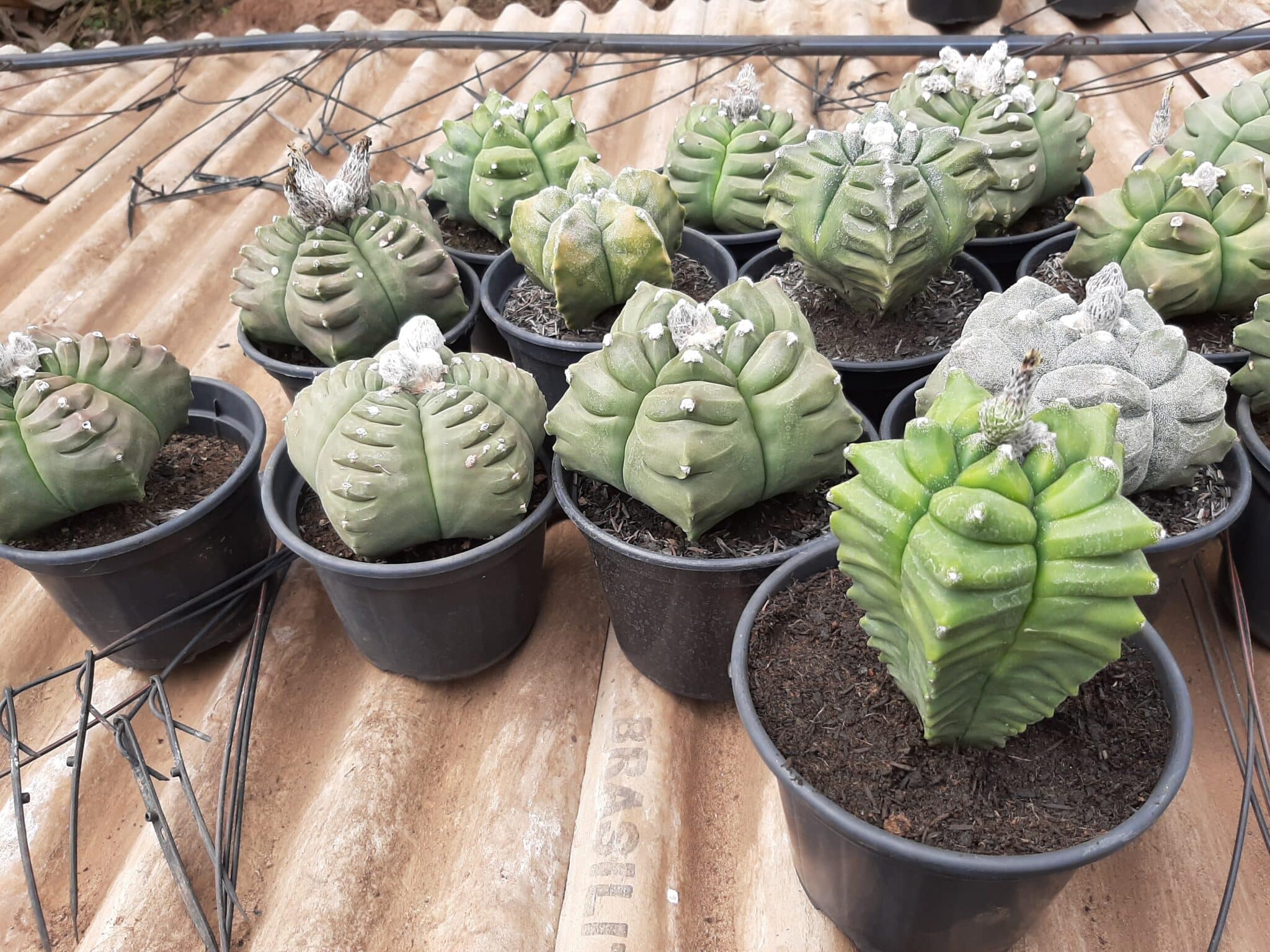 Sementes de cactos ASTROPHYTUM KIKKO - foto 12