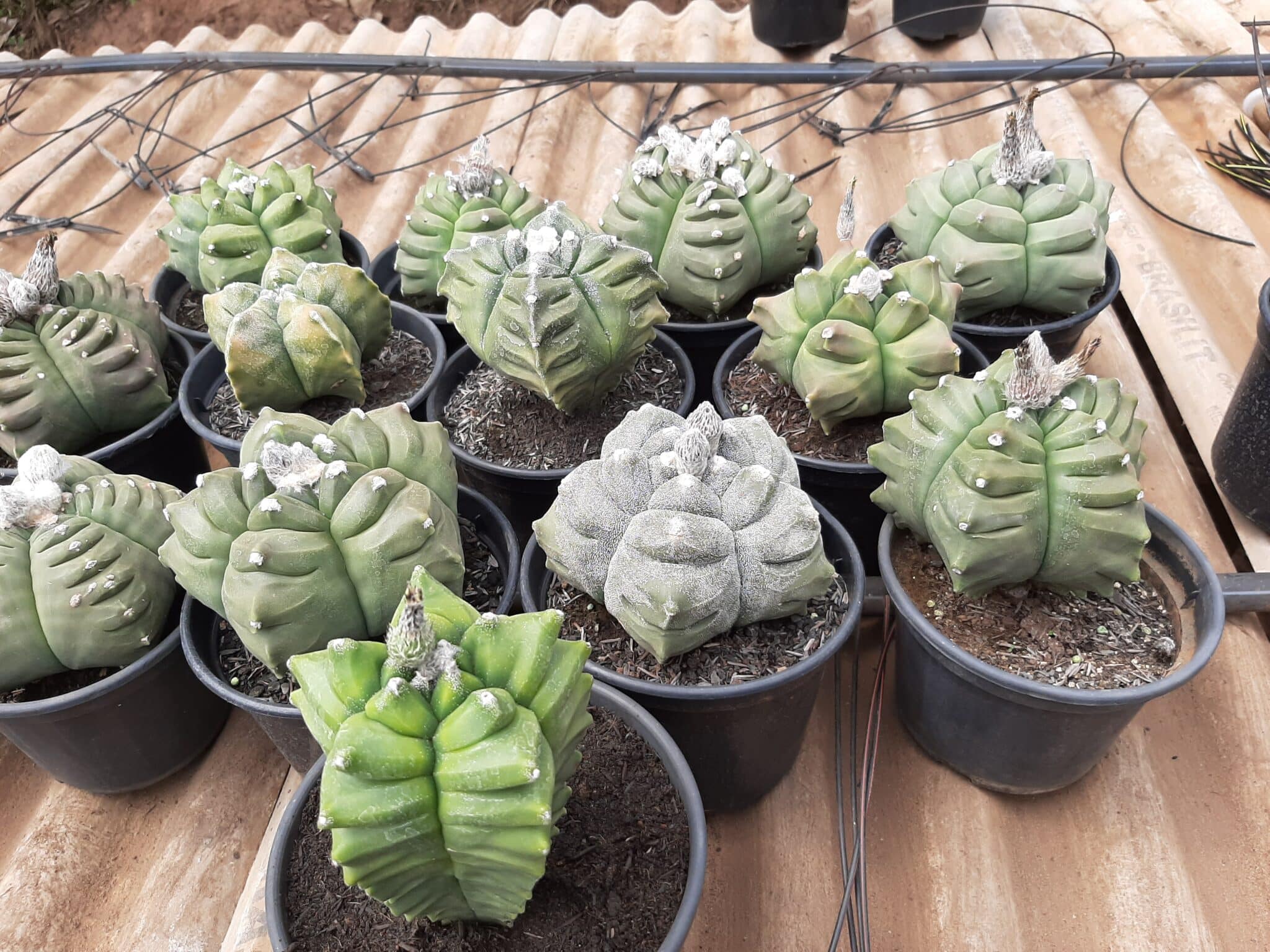 Sementes de cactos ASTROPHYTUM KIKKO - foto 9