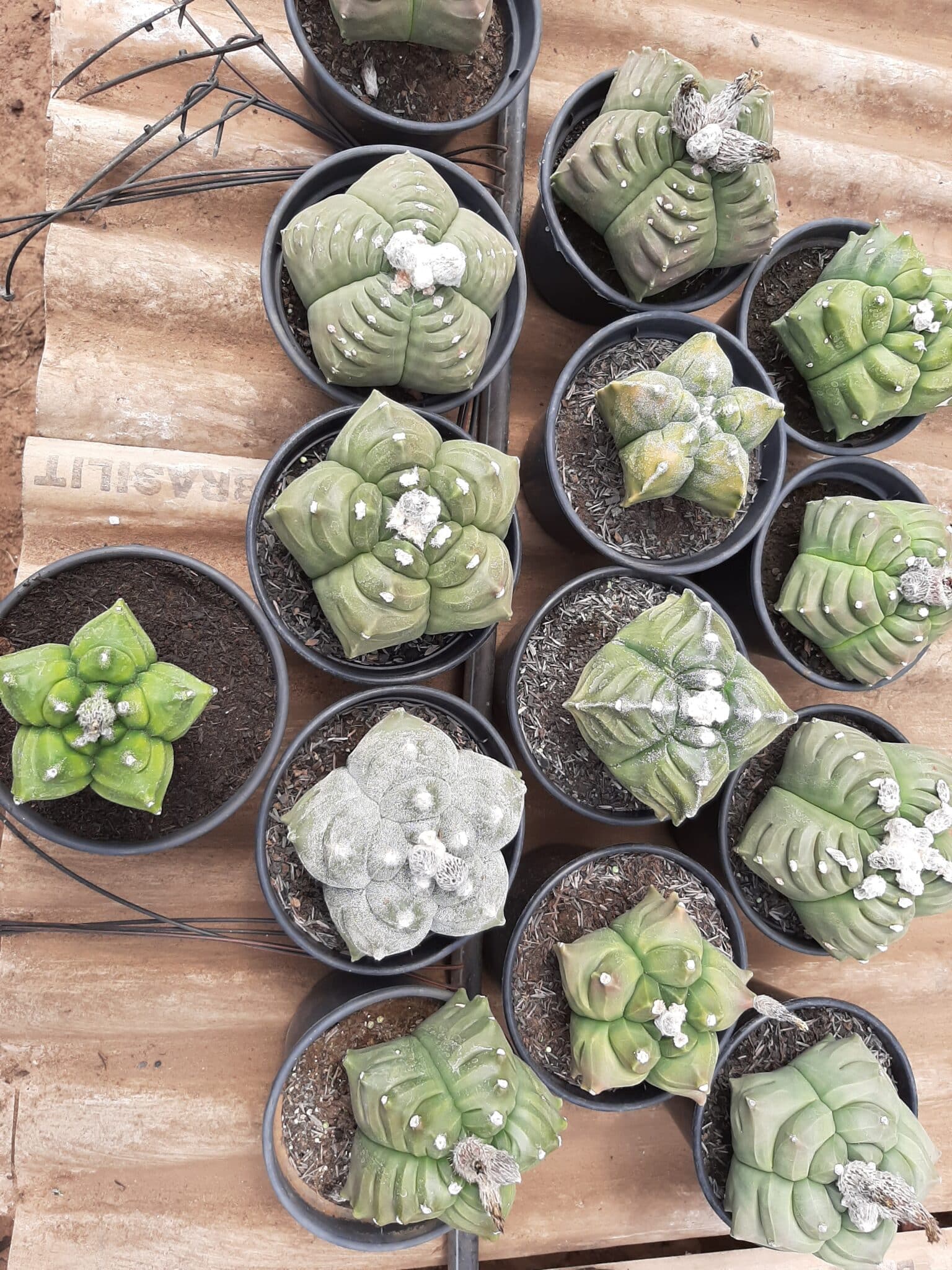 Sementes de cactos ASTROPHYTUM KIKKO - foto 6