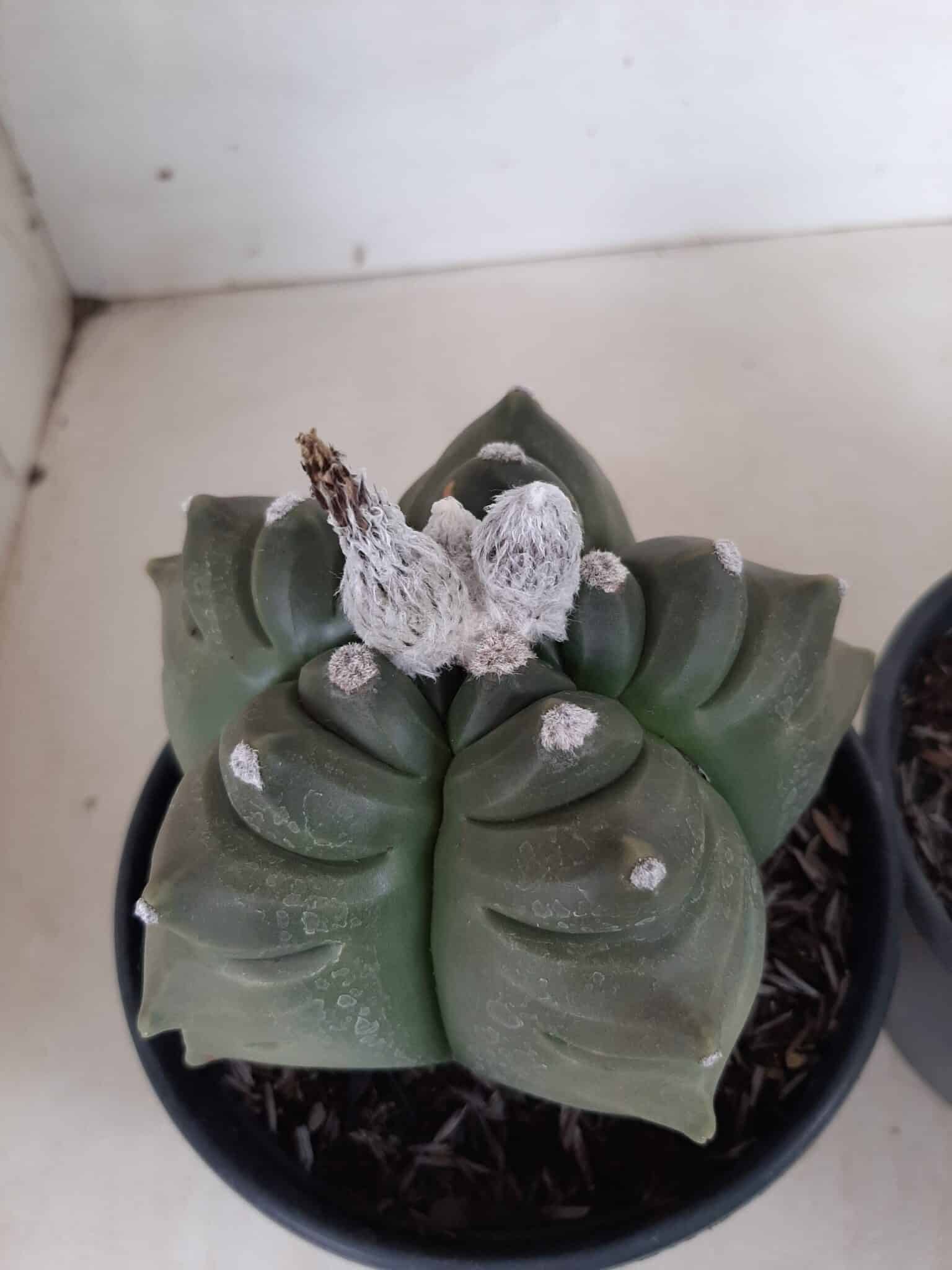 Sementes de cactos ASTROPHYTUM KIKKO - foto 19