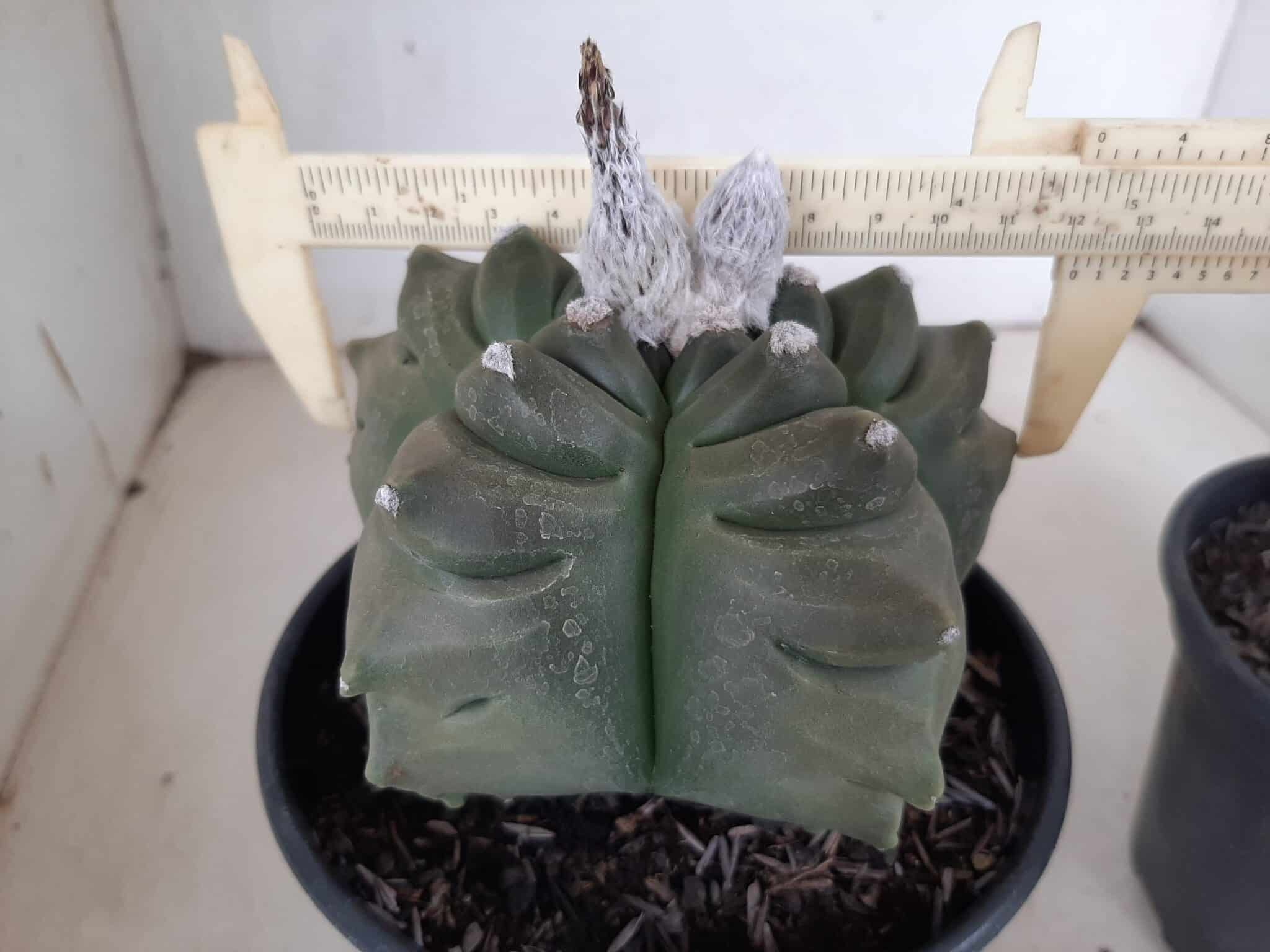 Sementes de cactos ASTROPHYTUM KIKKO - foto 3