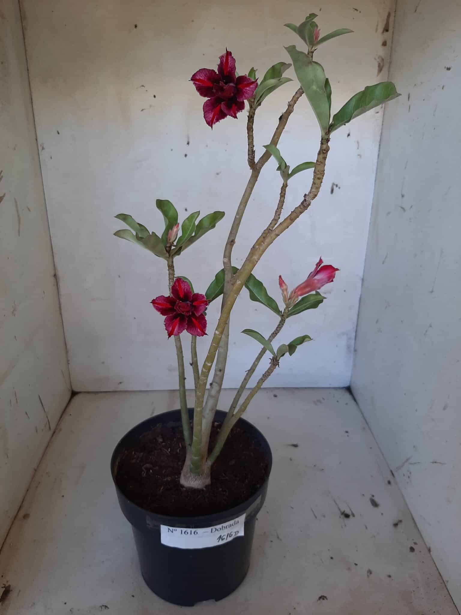 Planta Dobrada 1616 – 35cm – 02 anos