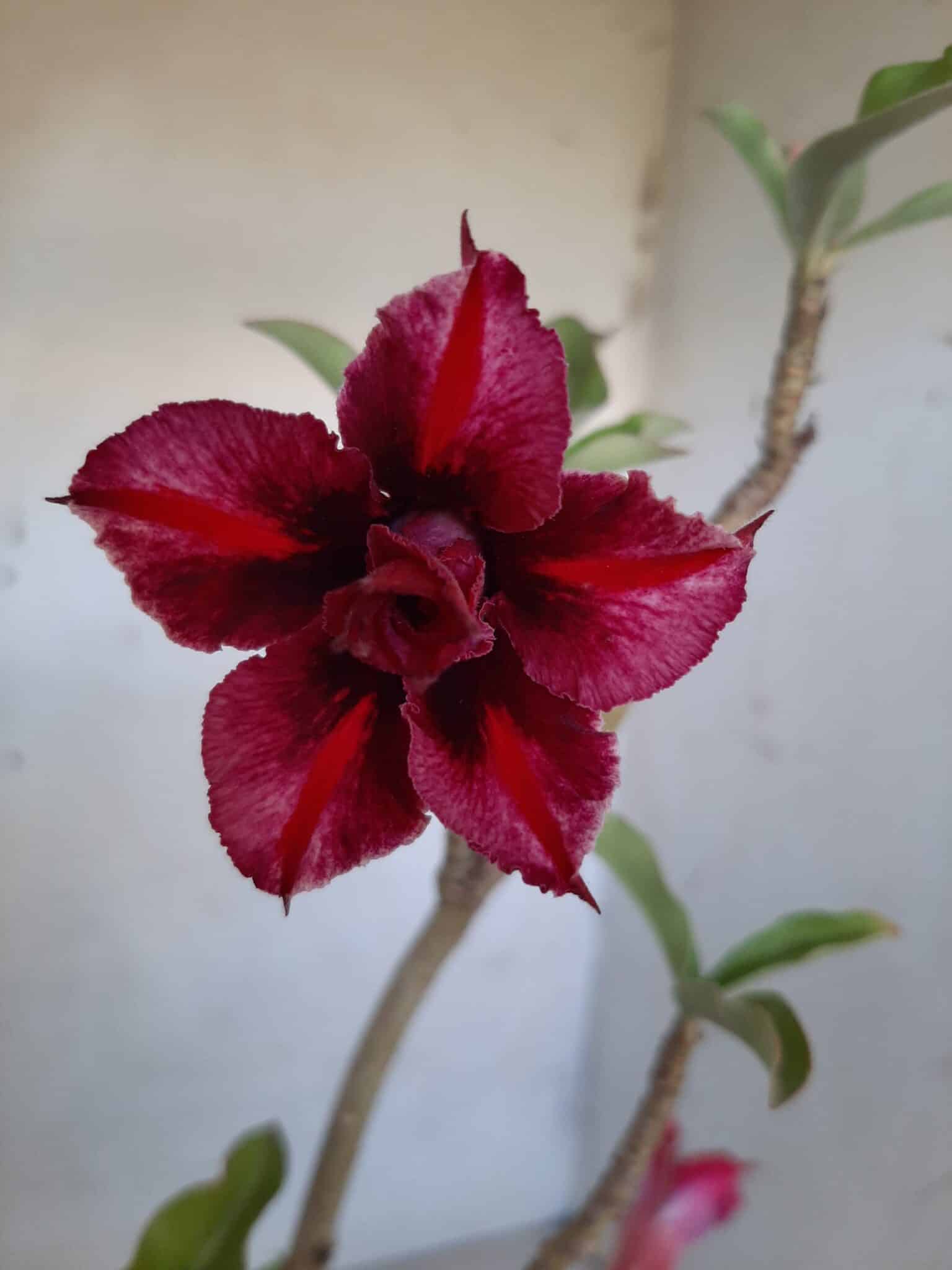 Planta Dobrada 1616 – 35cm – 02 anos