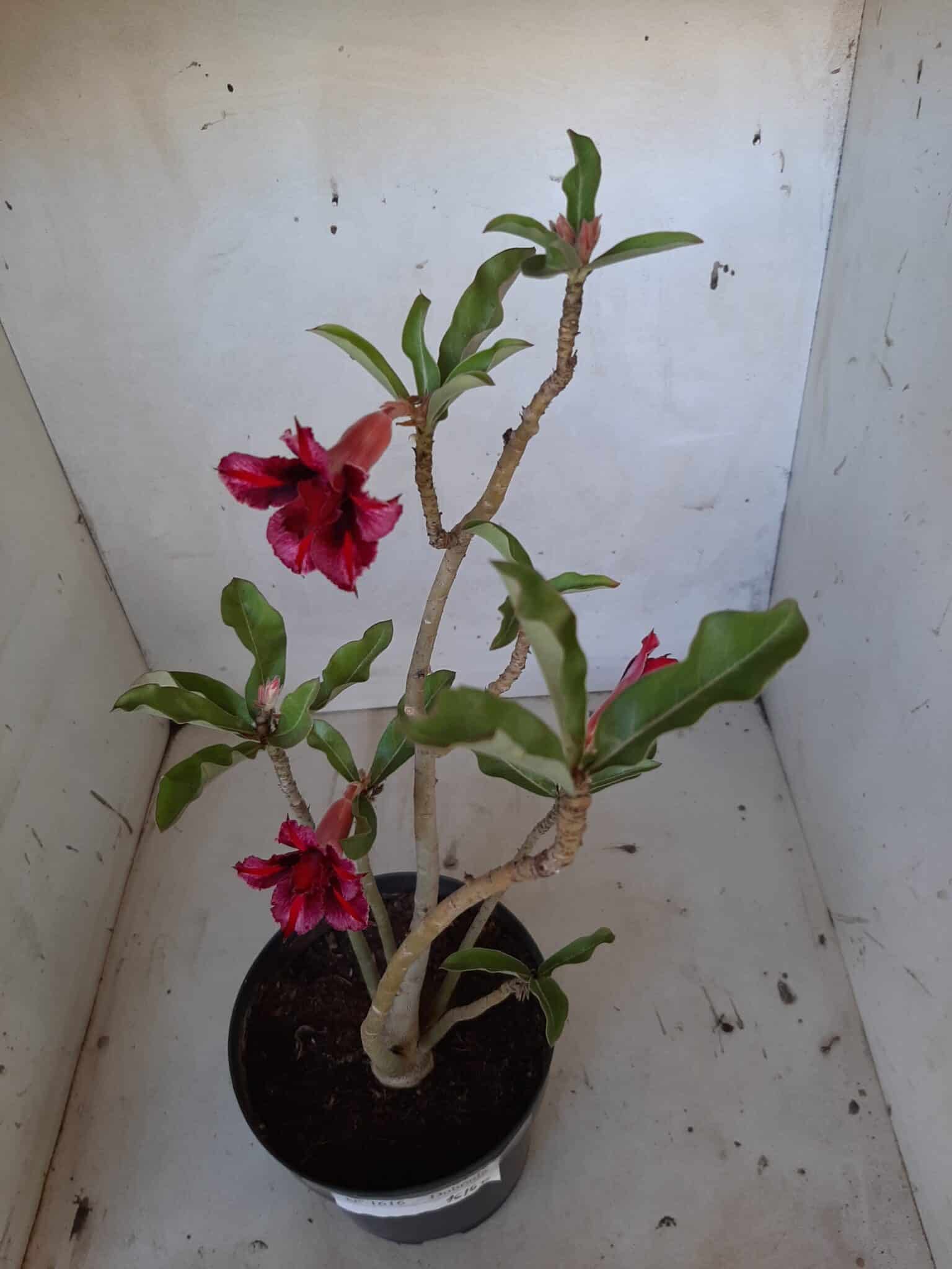 Planta Dobrada 1616 – 35cm – 02 anos
