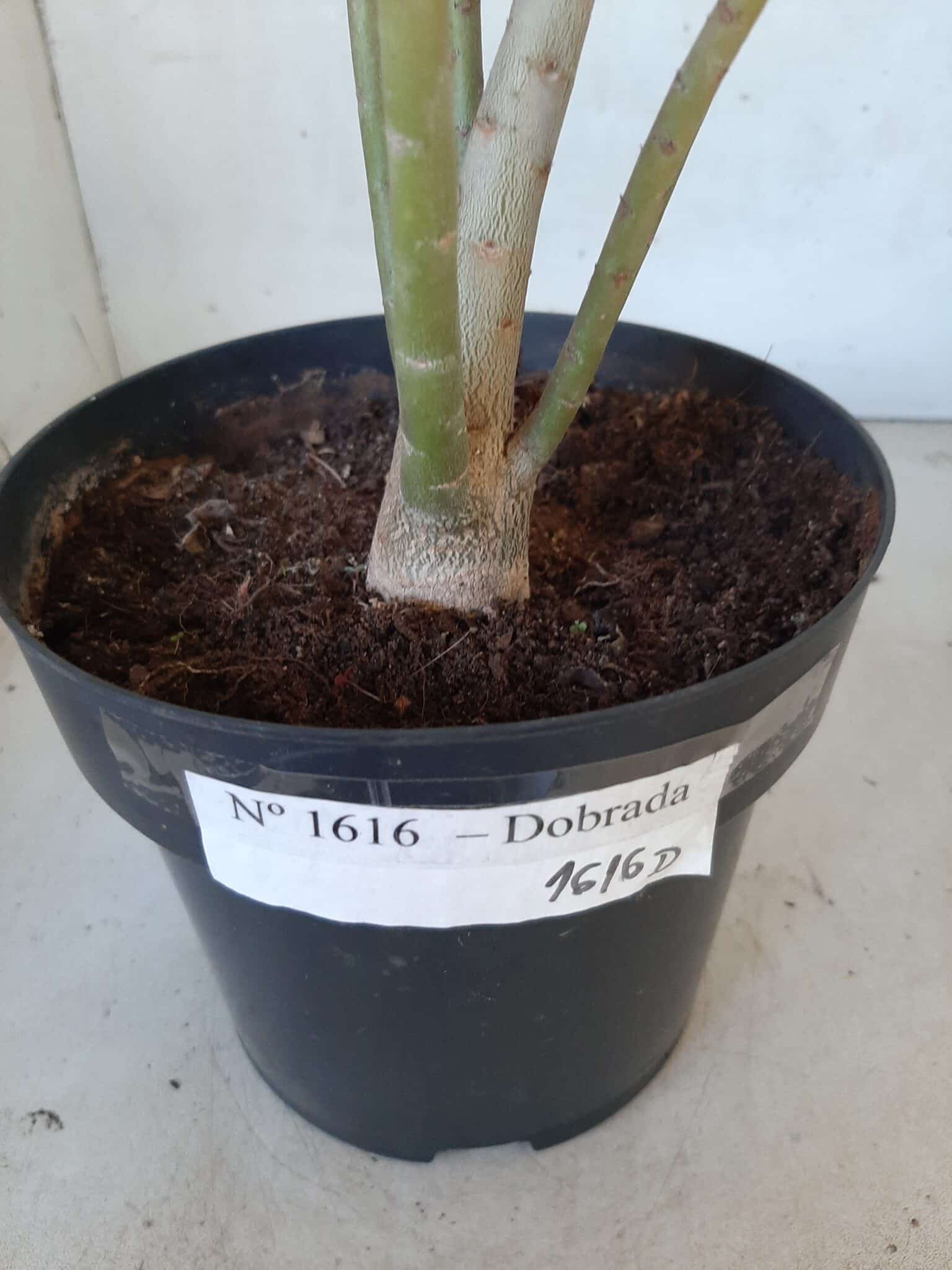 Planta Dobrada 1616 – 35cm – 02 anos