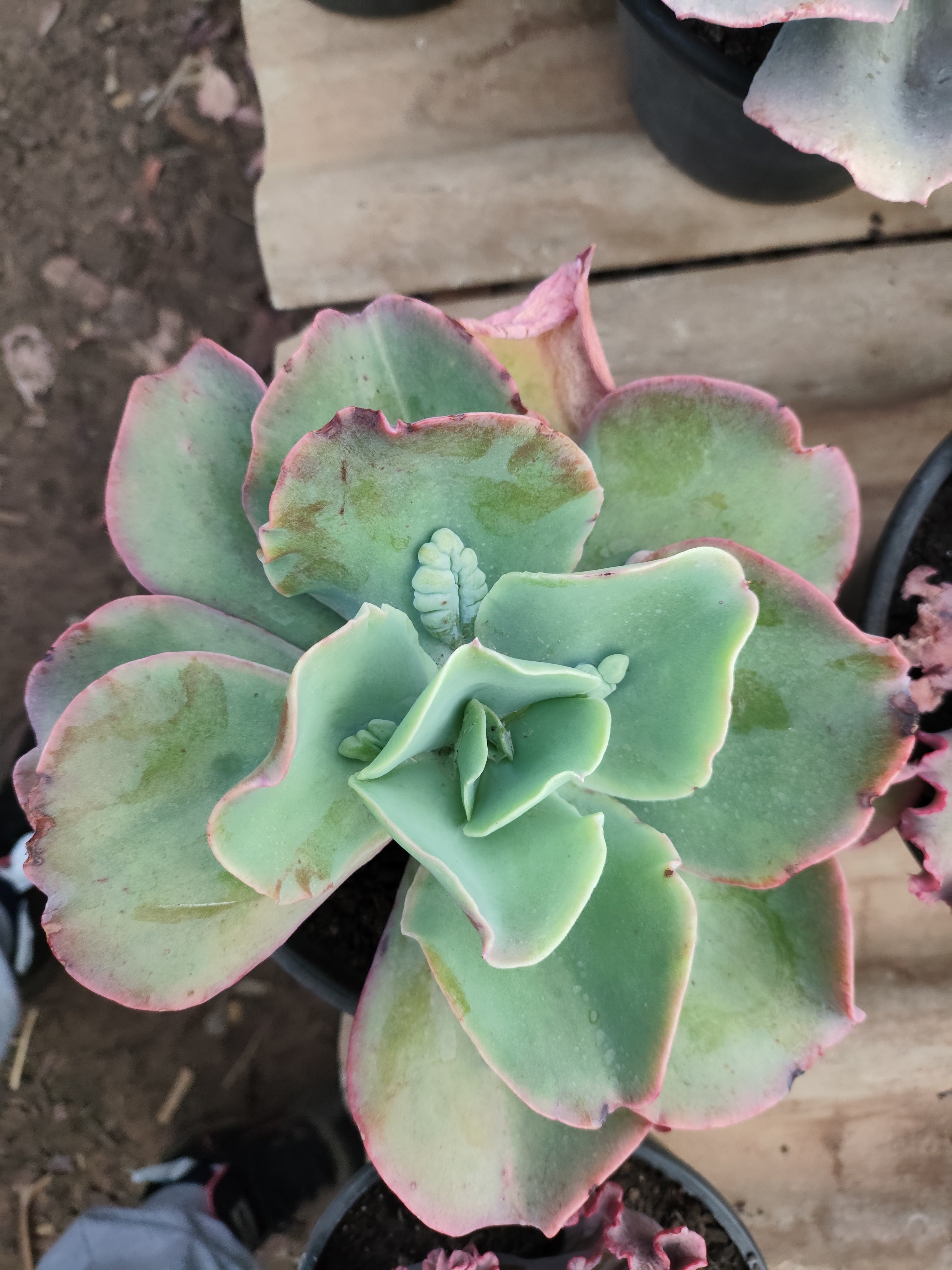 Suculenta Echeveria Gigantea Rose & Purpus  N° 90 - Vaso 15