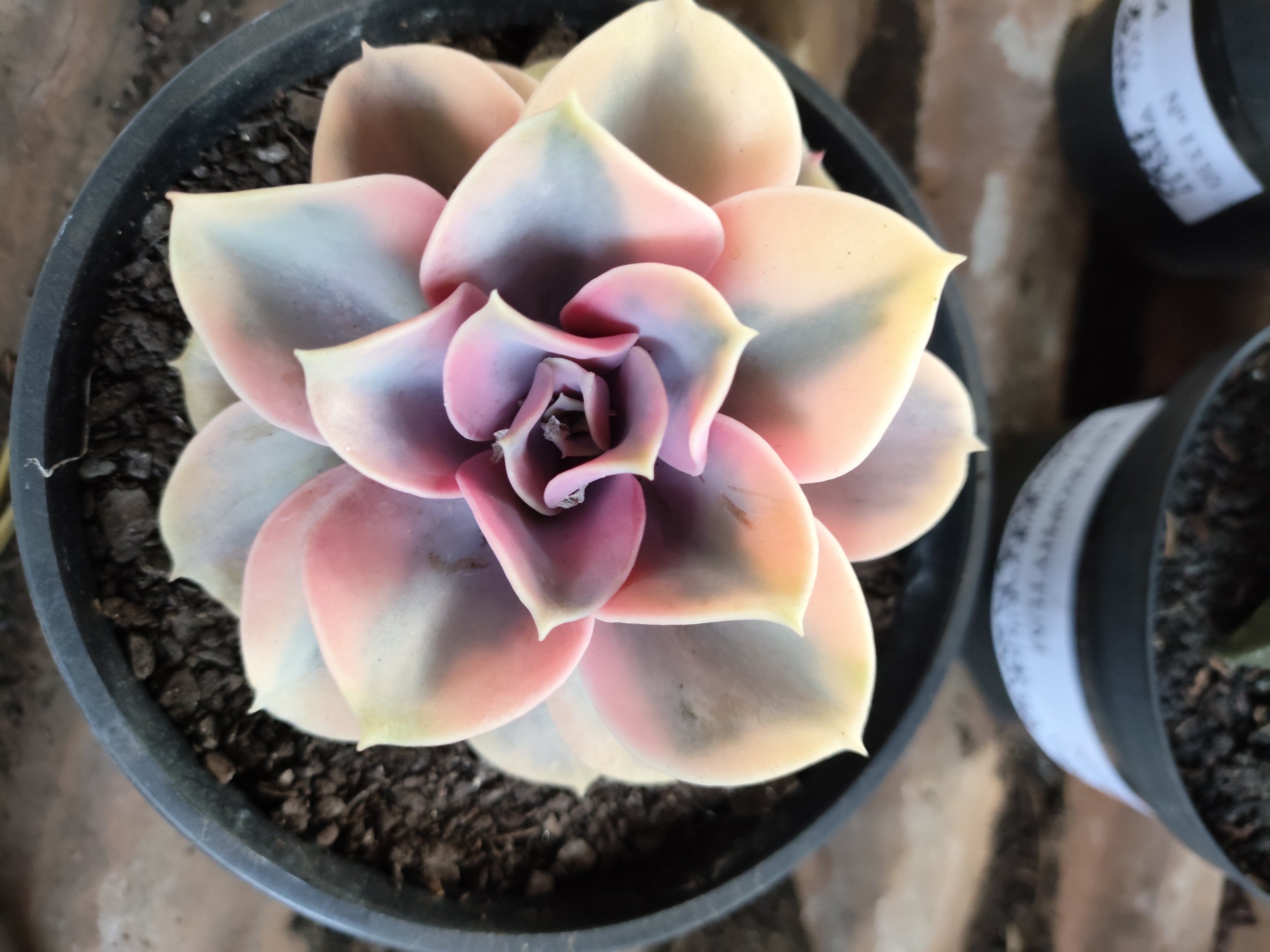 Suculenta Echeveria 'Rainbow" Arco-iris  N° 80 - Vaso 15